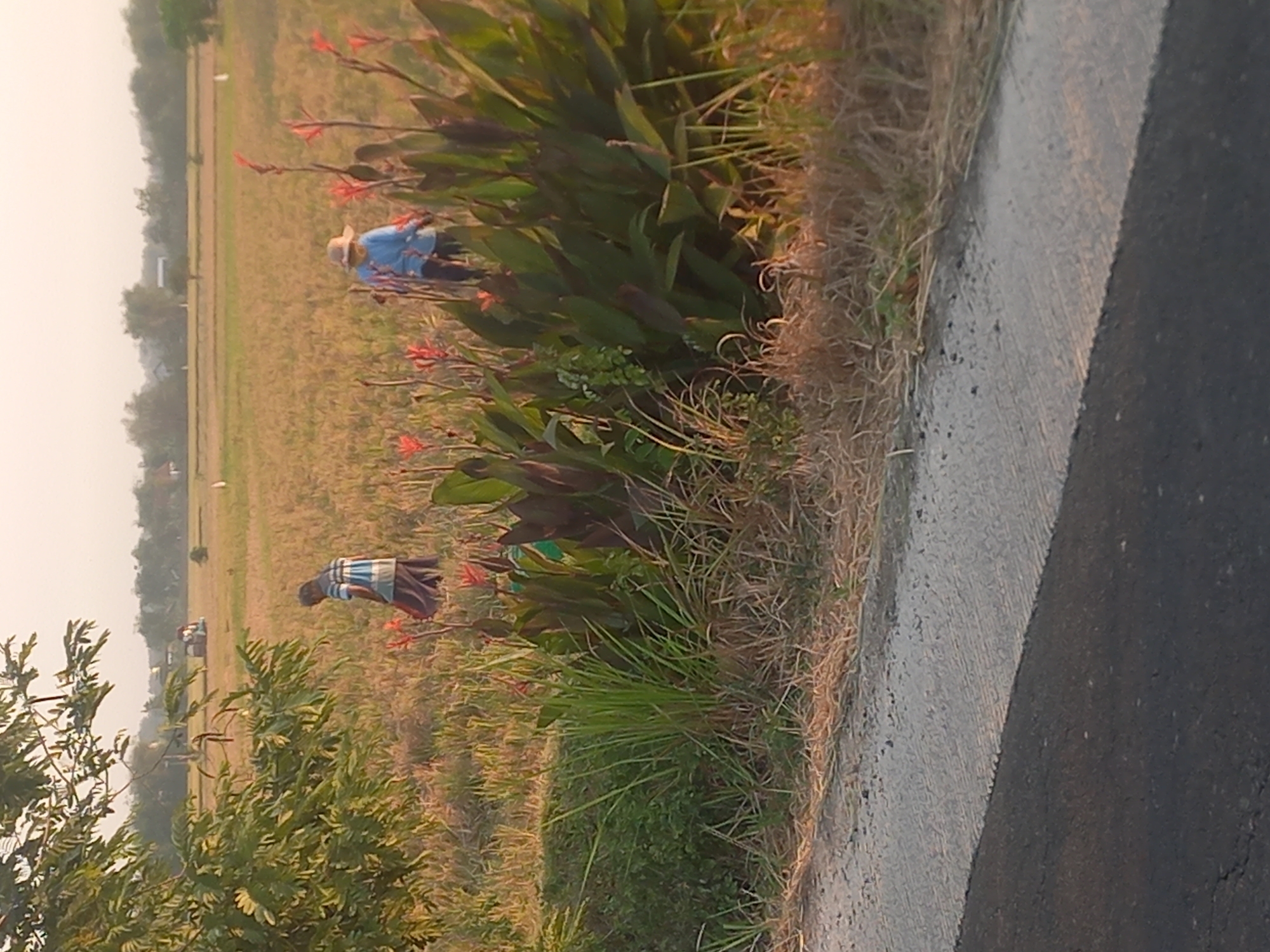 The image depicts a rural scene in Megaluh, Indonesia, likely a rice paddy field under a hazy sky. Two individuals are visible in the mid-ground. The person on the left wears a striped shirt and dark lower garment, appearing to be working. To the right, another individual in a blue shirt and a straw hat is also engaged in some activity. In the foreground, lush green plants with red flowers, possibly Canna lilies, dominate the right side, with tall grasses and dried vegetation. A paved road or pathway runs along the bottom of the frame. The background shows a flat expanse of cultivated land with distant trees and structures.