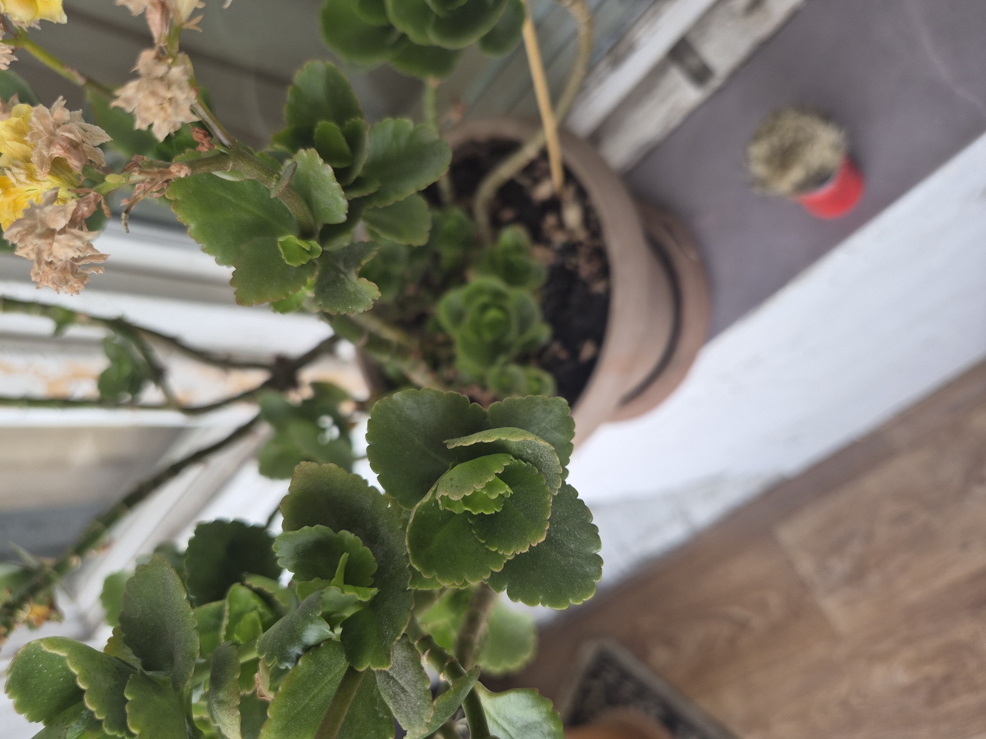 This is a close-up, high-angle, indoor shot of a Kalanchoe plant in a terra cotta pot. The plant has green, fleshy leaves with scalloped edges. Some of the leaves are tightly clustered, forming a rosette shape, while others are more spread out. There are dried brown flower remnants and a few small yellow flowers at the top of the plant. The pot is on a windowsill, with the wooden floor visible in the lower left corner. To the right of the pot, on a grey surface, is a small red container with dry soil or plant matter. The scene appears to be in Yerevan, Armenia, based on the visual context provided by the user.