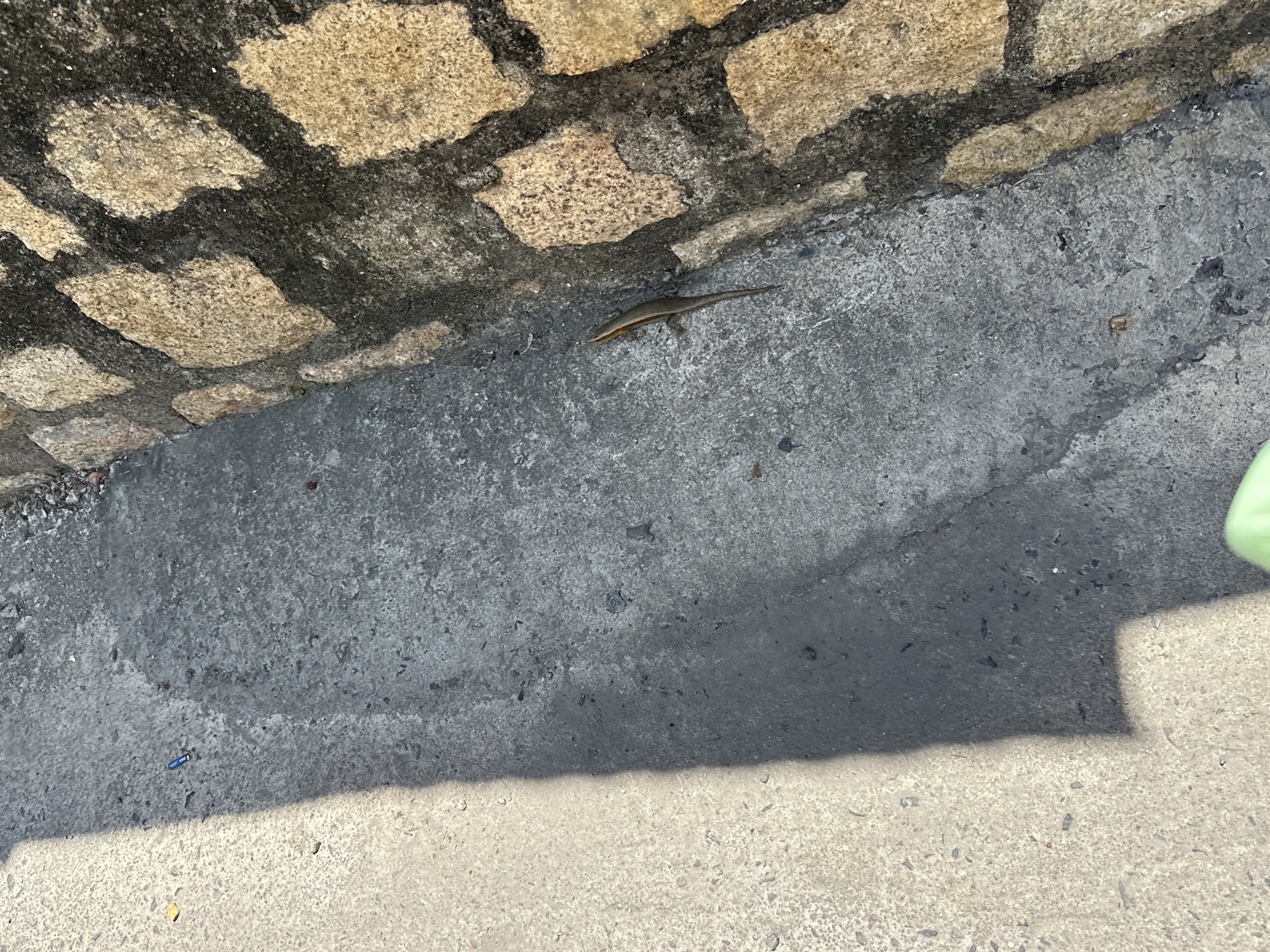 A dark-colored lizard is seen on a concrete surface near a stone wall. A shadow stretches across the concrete from the left of the frame. In the upper left crop, a small blue object, possibly a pen cap, is visible on the concrete. The scene appears to be an outdoor walkway or path.