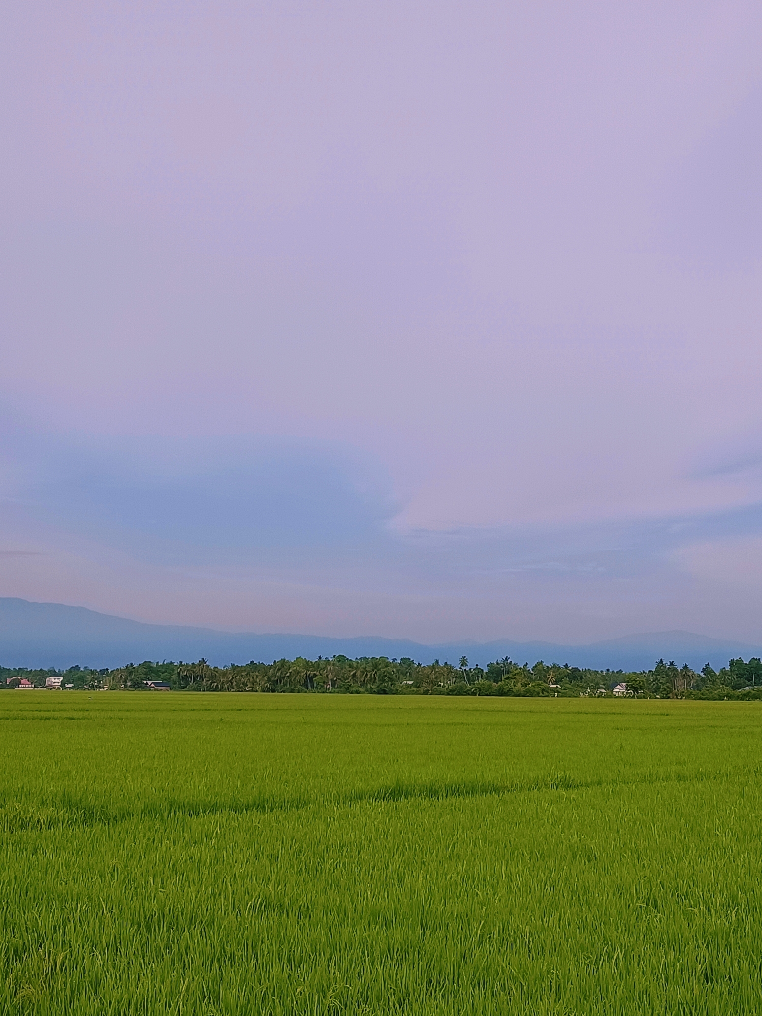 An expansive, verdant rice paddy dominates the foreground of this image, stretching horizontally across the frame. The young rice stalks are a vibrant, uniform green, creating a dense carpet that appears freshly planted. In the middle ground, a treeline of lush green vegetation, interspersed with palm trees, forms a natural barrier. Beyond the trees, several small, white buildings are visible, suggesting a rural settlement. In the far distance, hazy blue mountains rise against a soft, pale lavender sky. The sky is mostly clear, with subtle cloud formations creating a gradient of color. The image is taken from a low vantage point, emphasizing the vastness of the agricultural landscape. The scene captures the natural beauty of a rural area in Blang Lilue, Indonesia, likely during the growing season.