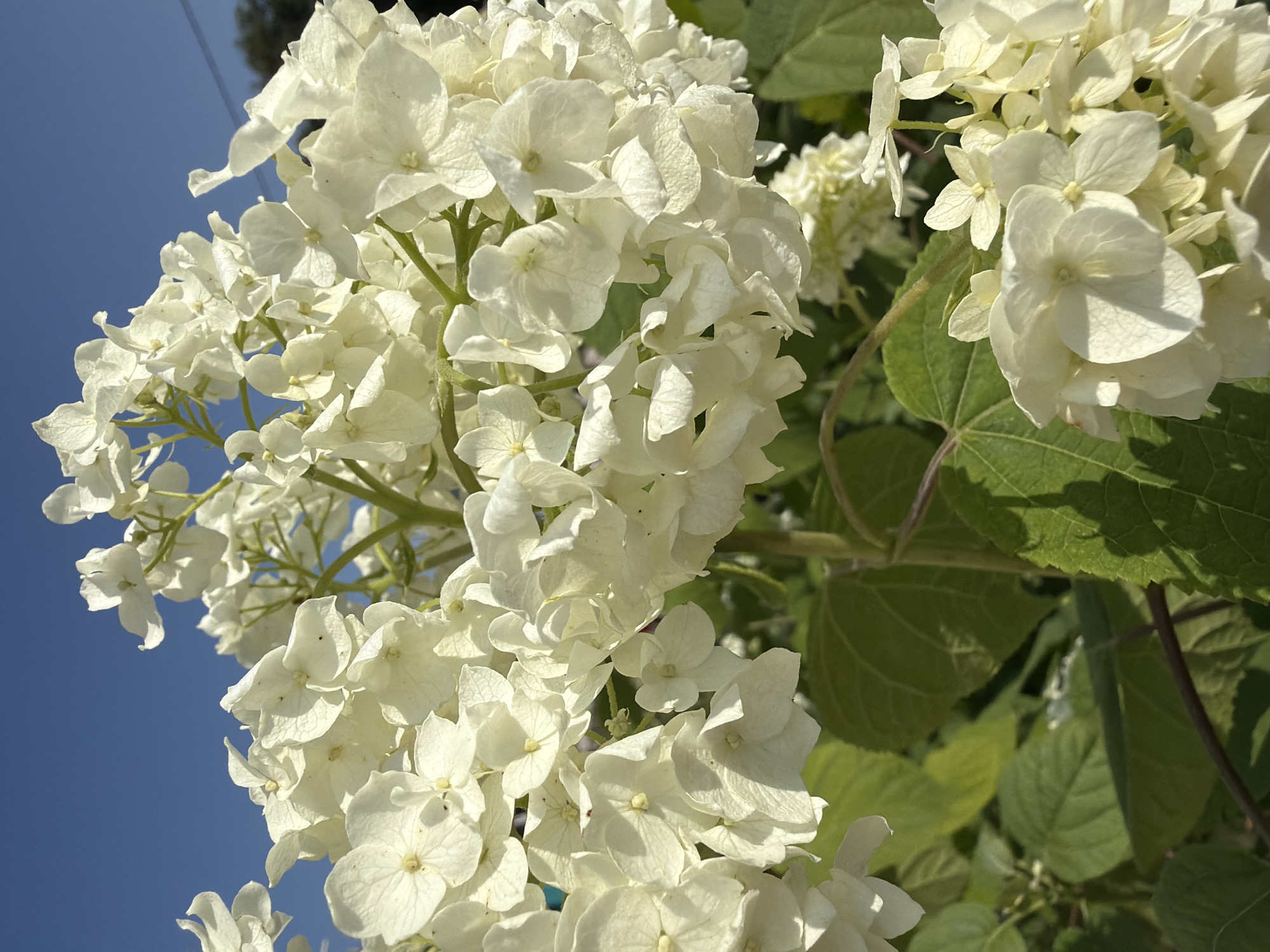 A close-up, eye-level shot captures a cluster of white hydrangea blooms against a clear blue sky. The flowers are dense and layered, with delicate, textured petals. Some petals are tinged with light yellow where the sun hits them. Green hydrangea leaves are visible below the flowers, some in sharp focus and others slightly blurred. A thin, dark vine or stem snakes through the lower part of the image, casting a shadow on a leaf. The lighting suggests it is a sunny day.