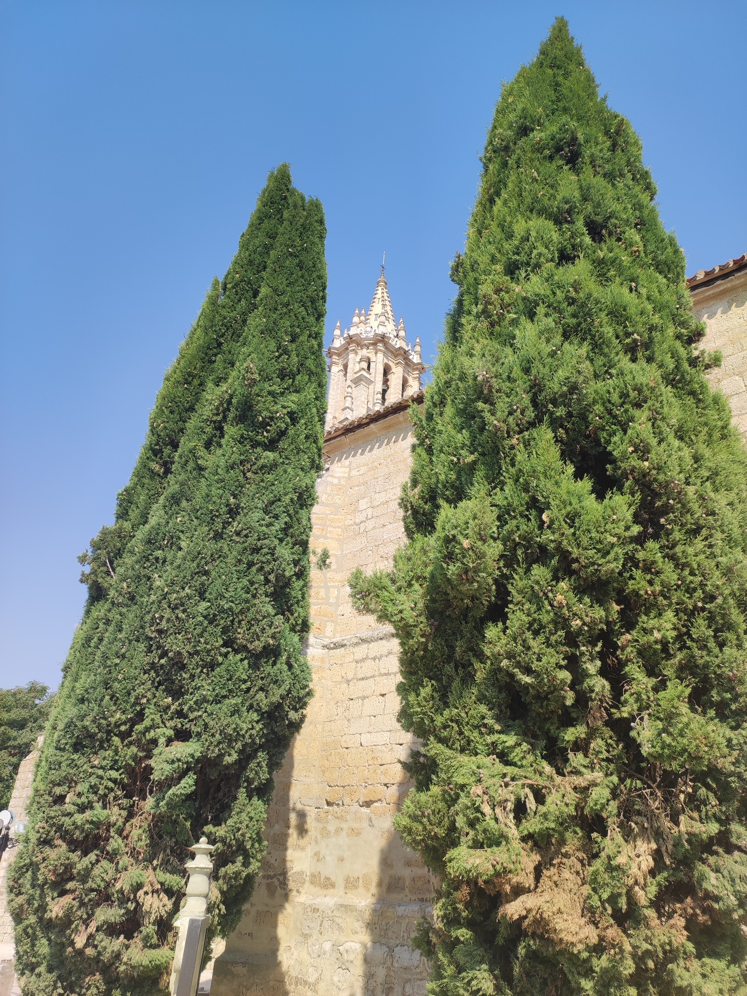 The image shows a view of the bell tower of the Iglesia de San Miguel in Ampudia, Spain, framed by two tall cypress trees. The church is constructed of light-colored stone, and the bell tower has decorative architectural elements and a spire. The sky is clear and blue. The cypress trees are lush green and fill a significant portion of the frame, obscuring parts of the church building. A stone pillar or post is visible in the foreground to the left of the right cypress tree. The image is taken from a low angle, looking upwards towards the bell tower and trees.