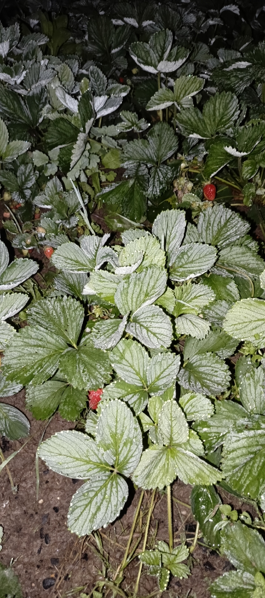 In a garden bed in the village of Merchalovo, Russia, a patch of strawberry plants is visible. The leaves of the plants are covered in a light frost, giving them a silvery appearance, and some also have dew drops. A few ripe red strawberries are scattered amongst the frosted foliage. The ground is dark soil with some dry grass and debris. The lighting suggests it is early morning or late evening.