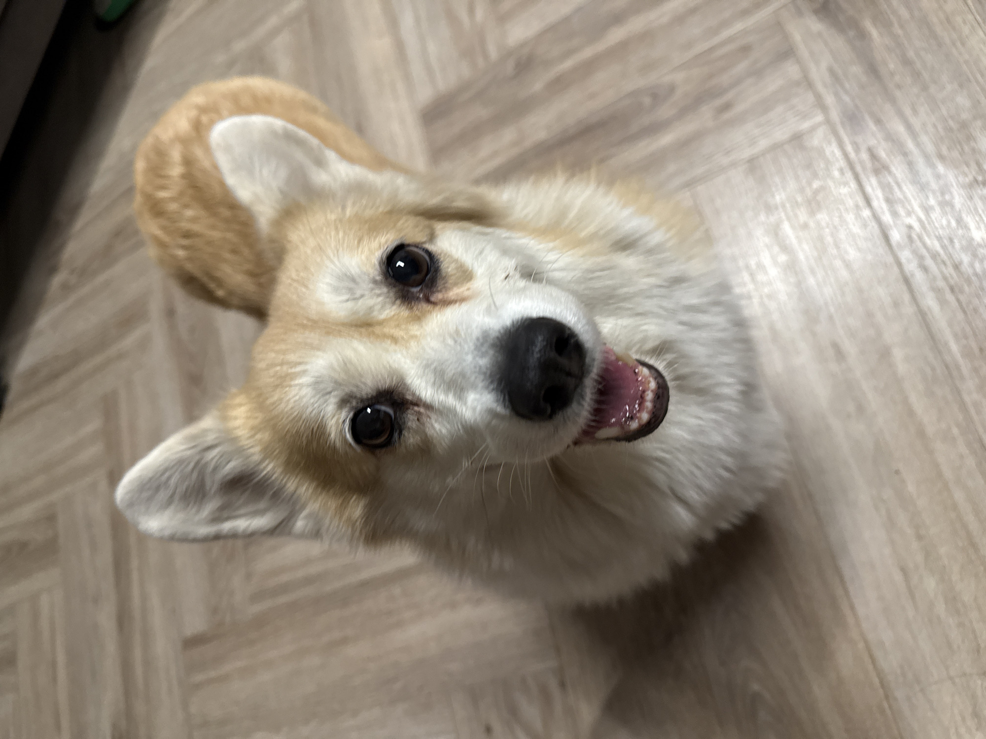 A medium-close-up, high-angle shot features a Pembroke Welsh Corgi dog looking directly upwards at the camera. The dog has tan and white fur, with prominent pointy ears and expressive dark eyes. Its mouth is slightly open, revealing a pink tongue partially visible on the left side and some teeth, suggesting an attentive, excited, or happy demeanor. The dog's white chest fur is visible, contrasting with the lighter tan fur on its back and head.
The setting appears to be indoors, likely a home, indicated by the light-colored wooden floor visible in the background and surrounding the dog. The floor has a distinct pattern, possibly herringbone or a similar parquet style, adding texture to the scene. The lighting is bright and even, suggesting either ample natural light or good indoor illumination. No other objects or people are distinctly visible in the frame apart from the dog and the floor. There is no visible text. The image captures a moment of playful or expectant interaction between the dog and the photographer. The context indicates the location is Krasnoyarsk, Russia.