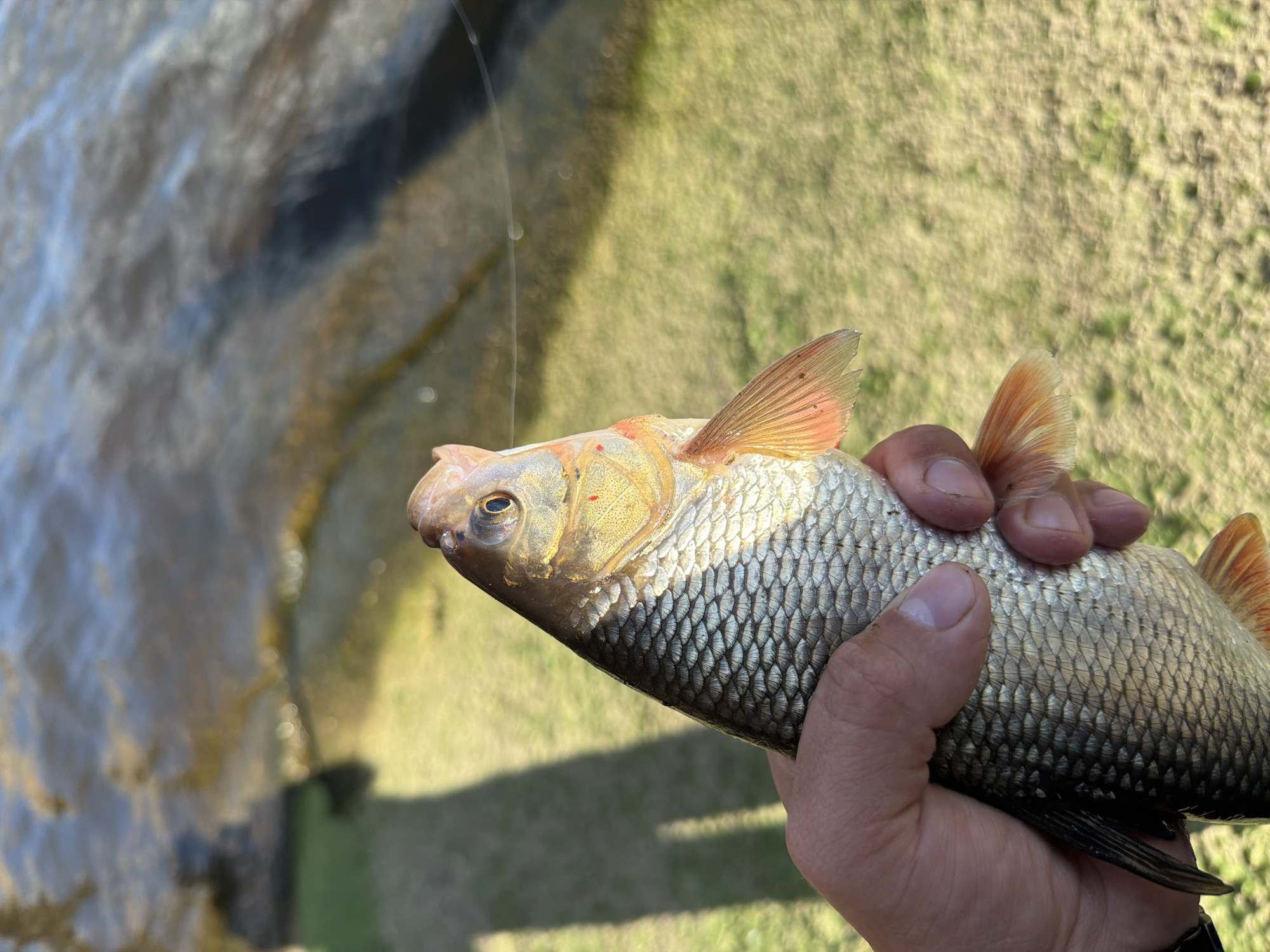 A close-up shot features a person holding a fish, possibly a rudd, against a blurred backdrop of water and grassy terrain. The fish, positioned diagonally, is grasped mid-body, showcasing its silver scales, reddish fins, and a distinct eye. The background features the edge of what could be a body of water and green vegetation. The image appears to be taken outdoors in daylight. The location, based on the prompt, is Chaikovsky, Russia, but no specific landmark or detail confirms this.