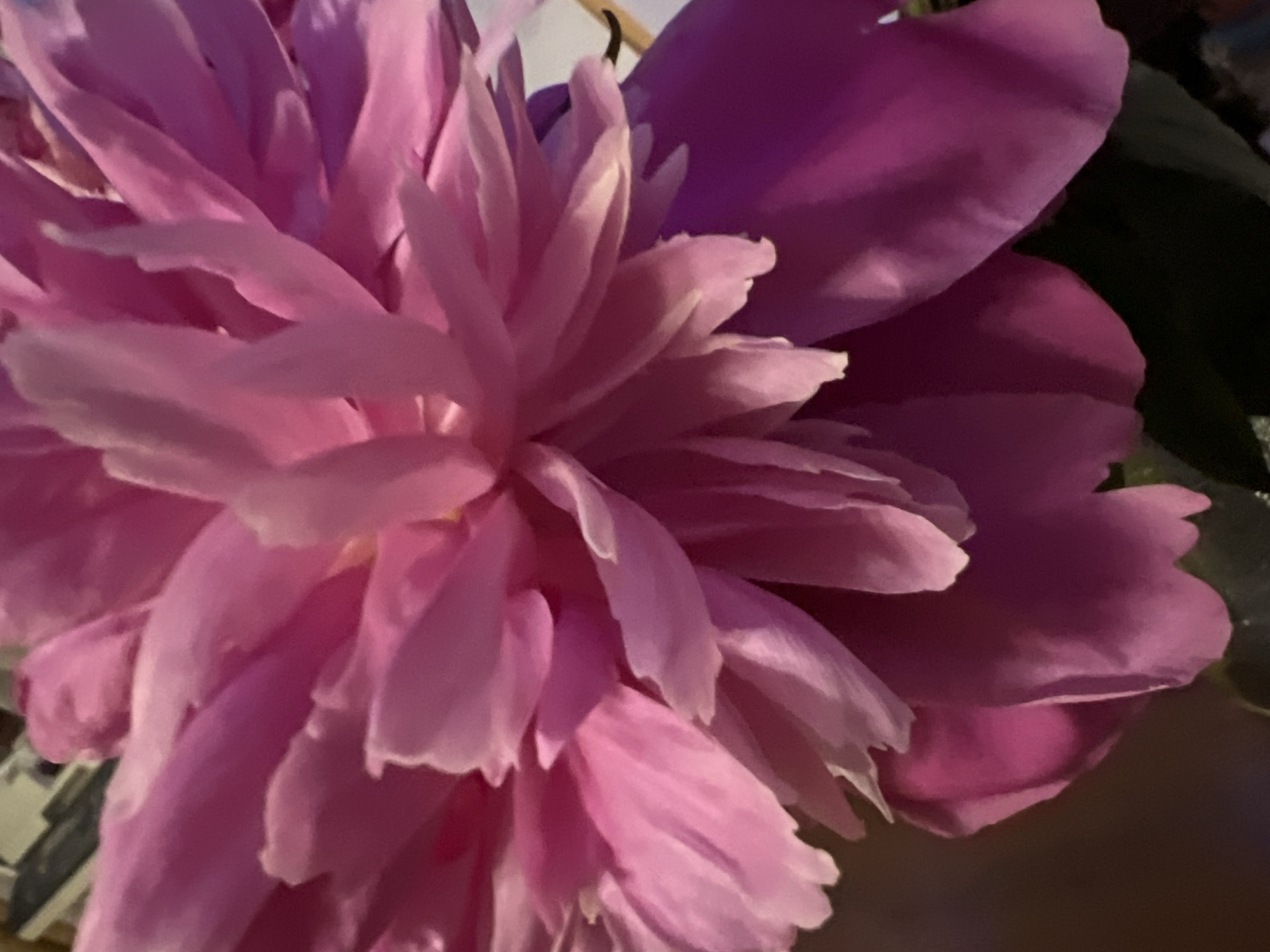 The image is a close-up, macro photograph of a vibrant pink peony flower. The petals are layered and ruffled, with soft lighting that highlights their delicate texture and translucent edges. The focus is entirely on the bloom, with the background blurred and indistinct, showing hints of dark foliage and a dimly lit environment. There are no people or discernible objects in the immediate foreground or background that would suggest a specific location in Minsk, Belarus. The image captures the intricate beauty of the flower in detail.