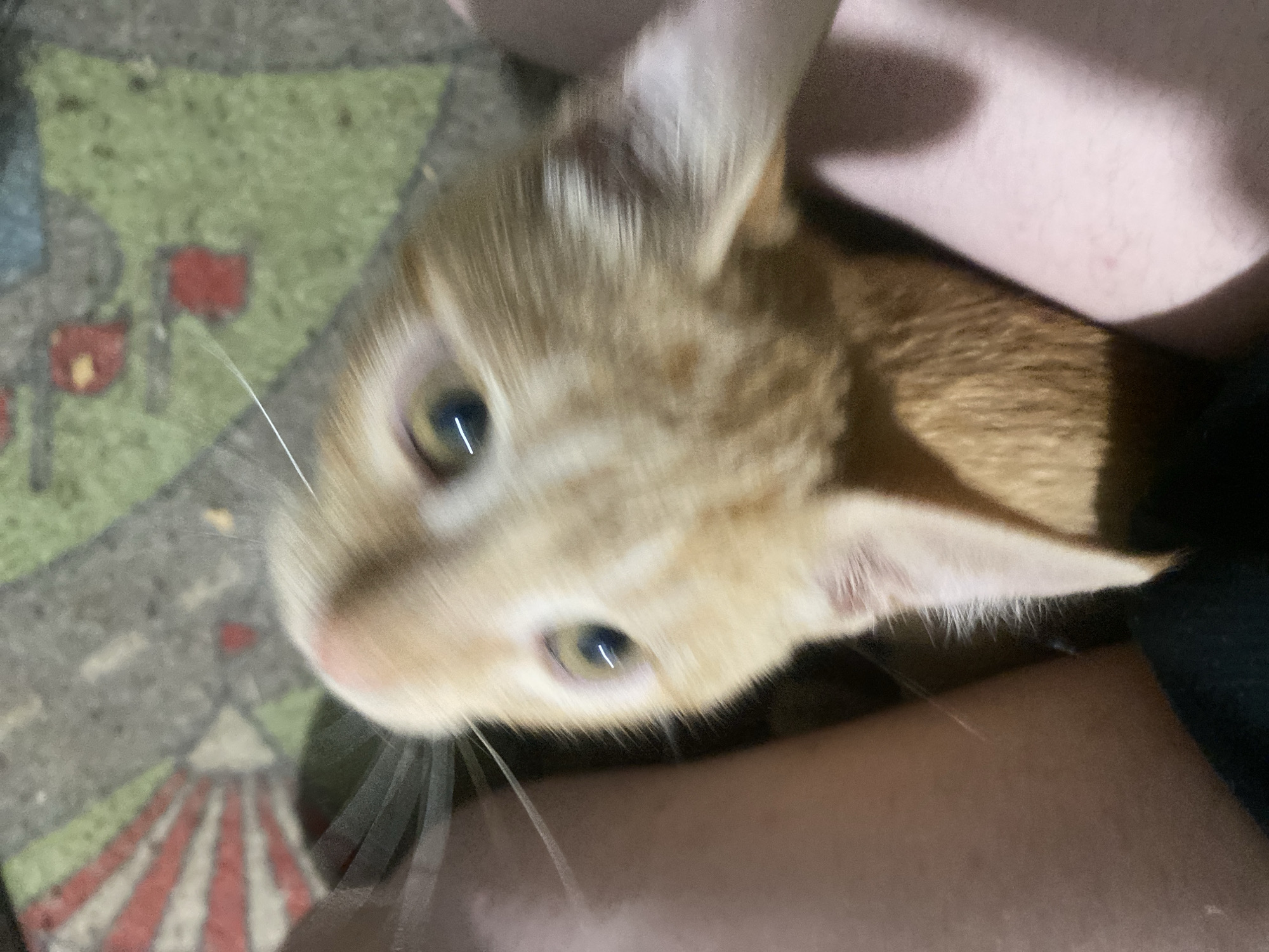 A close-up, blurry image shows an orange cat with large eyes looking towards the camera. The cat's face is angled upwards, and its ears are visible. The cat is held by a person, whose legs are partially visible on the left and right sides of the frame, clad in dark fabric and a lighter-colored garment. The background appears to be a patterned mat with red and green sections. There is no identifiable information to place this image within the city of Samara, Russia.