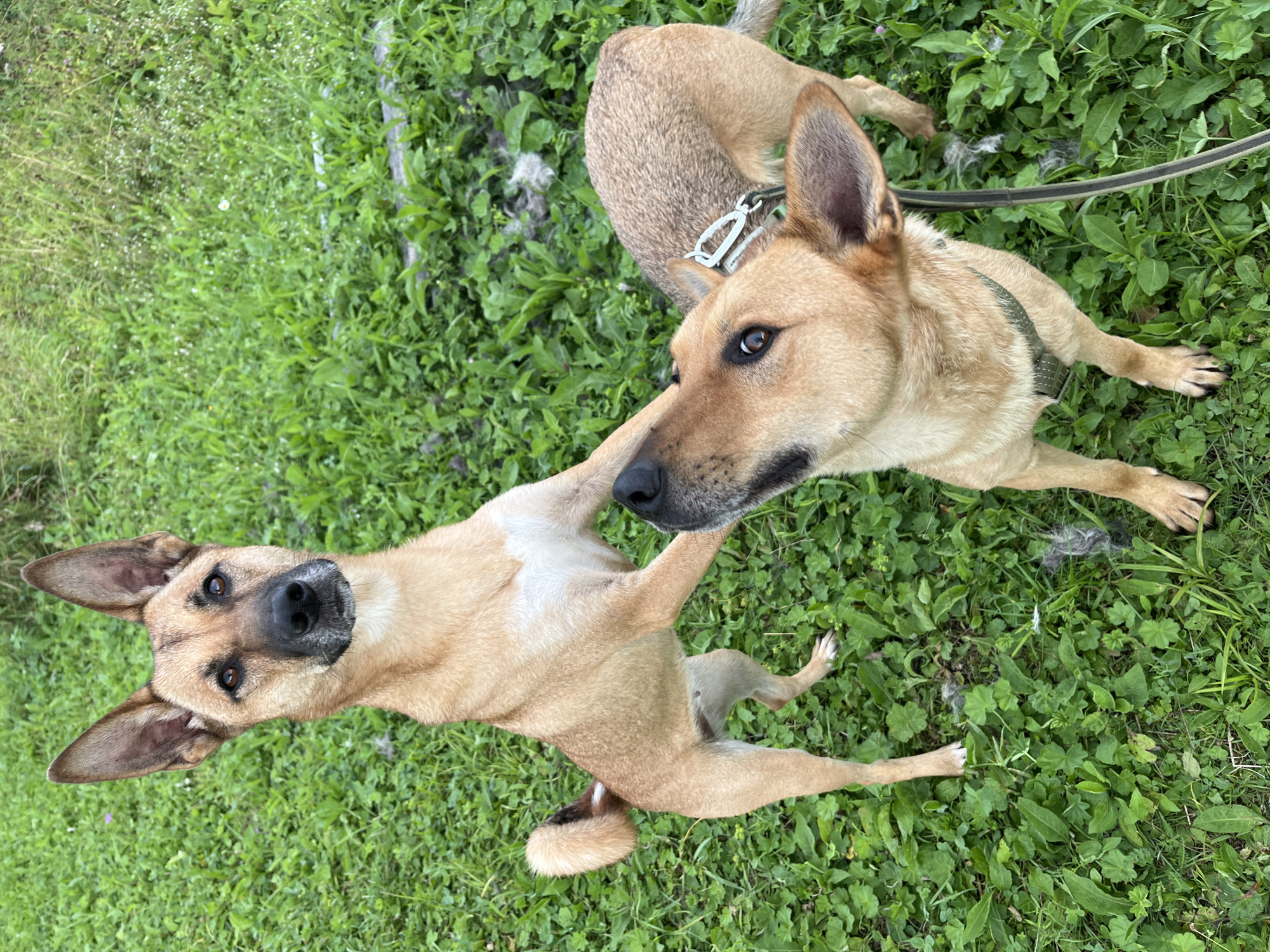 Two light brown dogs are interacting in a grassy outdoor area, possibly a park or yard. One dog stands on its hind legs, with its front paws reaching towards the other dog. The second dog is looking up at the first dog. The dogs are both wearing collars and one has a leash attached. The ground is covered in green grass with some scattered white and grey fluff, likely dog fur. The background is also covered in grass and some foliage, suggesting a natural environment. There are no people visible in the image. There is no information in the image to determine the location in the city of Nizhny Tagil, Russia.