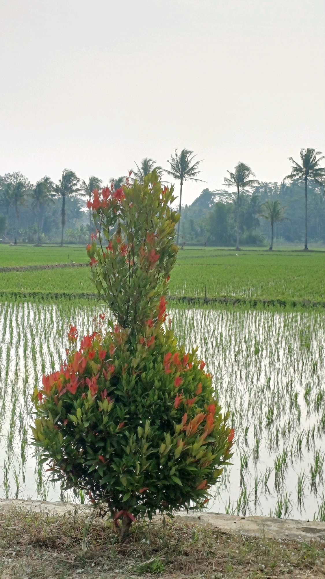 A small, ornamental tree with vibrant red and green foliage stands in the foreground, its base surrounded by dry grass and a concrete edge. Behind the tree, a vast, green rice paddy stretches towards a hazy horizon. The water in the paddy reflects the sky and the young rice plants, creating a textured surface. In the distance, a line of palm trees and other foliage forms a natural backdrop, silhouetted against a bright, overcast sky. The scene appears to be a rural landscape in Mlobo, Indonesia, characterized by agricultural fields and tropical vegetation. There are no people visible in the image.