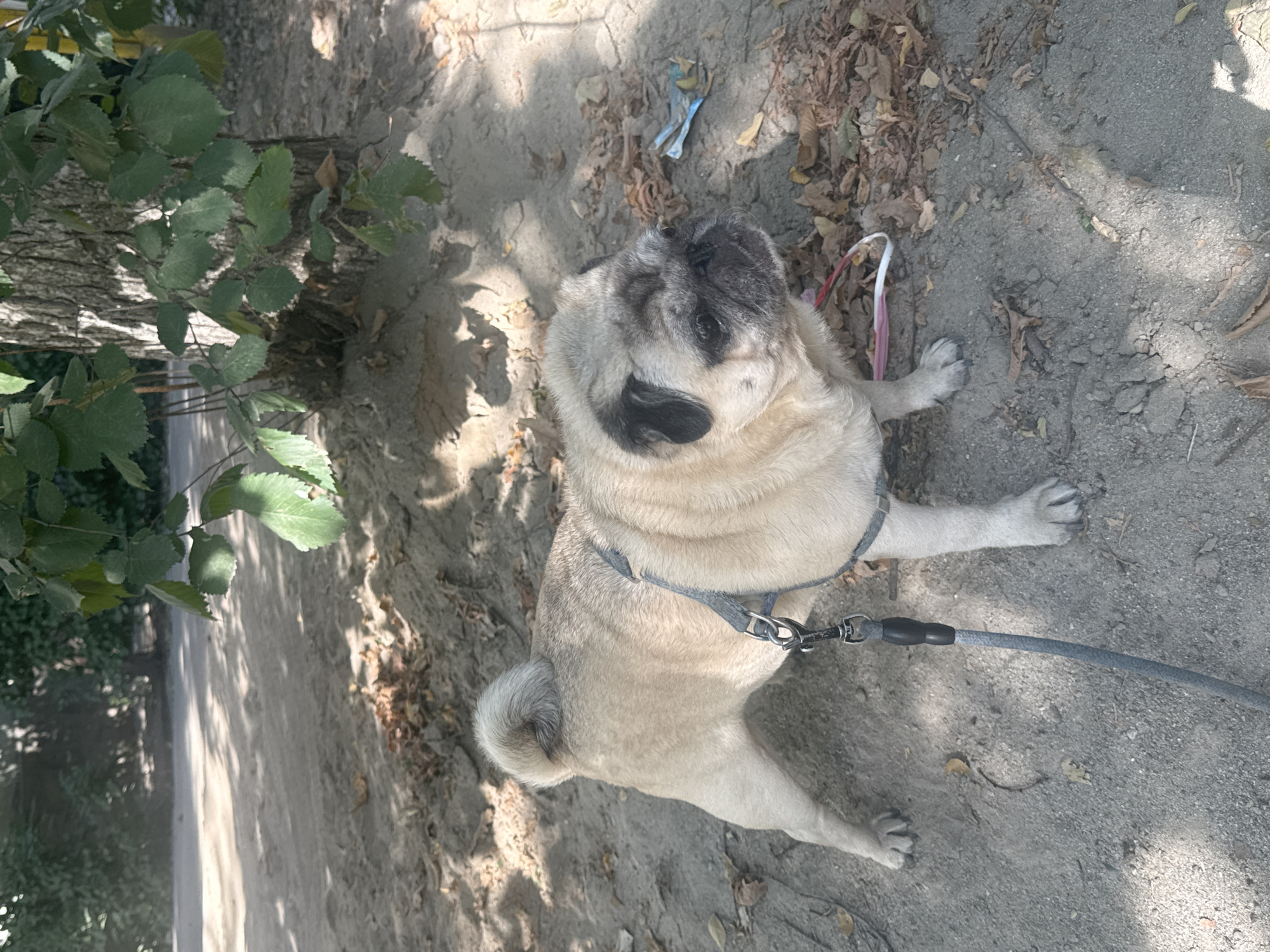 A pug is standing on a dirt path under a tree in Bishkek, Kyrgyzstan. The pug is wearing a grey harness and a leash. Leaves are scattered on the ground. The pug is looking to the right.