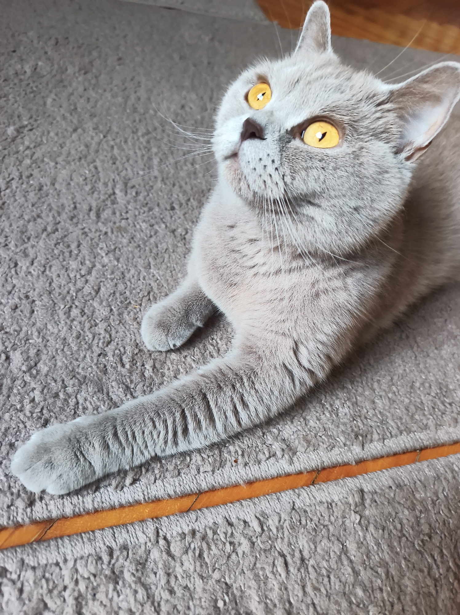 A close-up shot captures a fluffy, light gray British Shorthair cat with striking, bright yellow eyes lying on a textured gray carpet. The cat's head is turned upwards and to the right, with its gaze directed towards something out of frame. Its ears are perked, and its whiskers are spread wide. The cat's left foreleg is extended forward, resting on the carpet, showcasing its paw with visible toe beans. A thin, orange-colored object, possibly a toy or a decorative element, runs horizontally across the lower part of the frame, beneath the cat's paw. The background consists of the same gray carpet, with a subtle hint of a wooden surface visible at the top edge of the image. The lighting suggests an indoor setting, possibly during daylight hours. The cat appears calm and alert. No text is visible in the image.