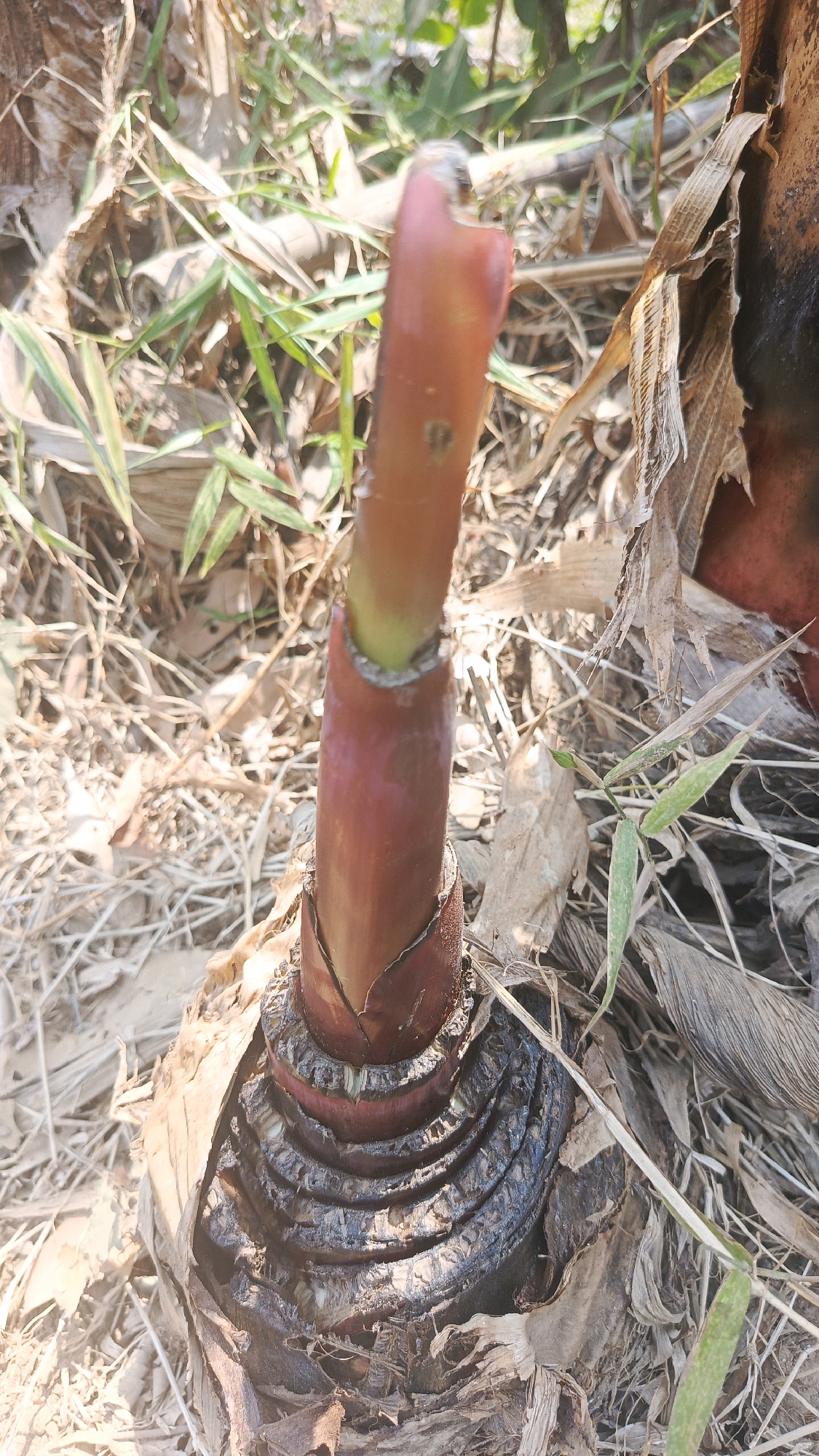 The image is a close-up, eye-level shot of a cut banana stalk emerging from the ground. The stalk is a deep reddish-purple color and appears to be new growth, with a lighter green section visible near the top where it has been cut. The base of the stalk shows layers of dried, brown leaf sheaths. The surrounding environment is dry and appears to be a rural area, with scattered dried leaves and grasses, and some green foliage in the background. The lighting suggests it is daytime, with sunlight casting shadows. There is no indication of any specific location in Bajang, Indonesia within the image itself.