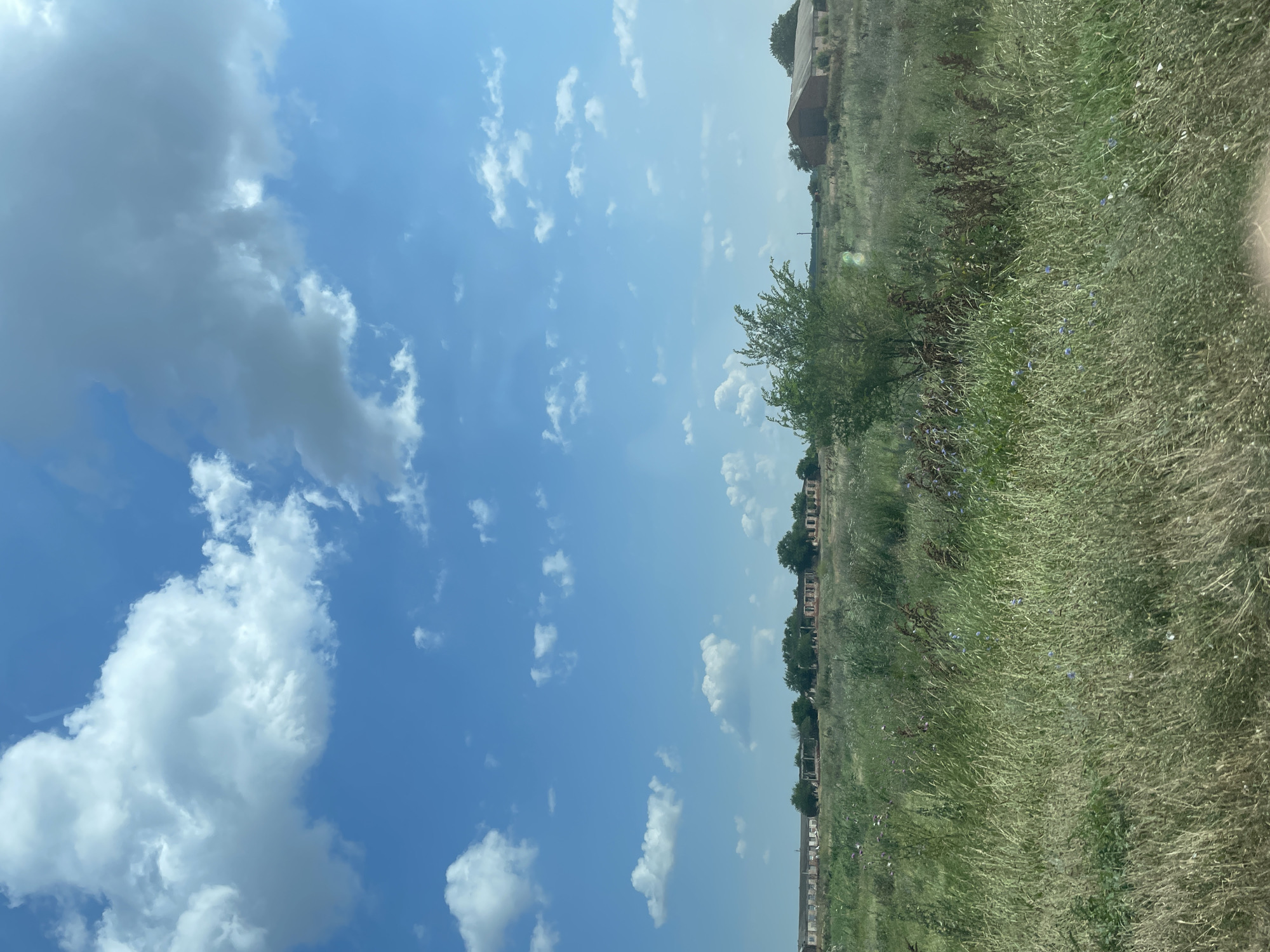 This media file captures a landscape scene with a clear blue sky filled with scattered white clouds on the left, transitioning to a grassy field on the right. The field is covered in tall green grass, interspersed with dry brown stalks and small blue flowers, suggesting a natural, uncultivated area. A line of trees and buildings, possibly an abandoned village or rural settlement, runs along the horizon separating the sky and the field. The buildings appear to be brick structures, some with visible windows, and they are partially obscured by trees. The overall impression is one of a somewhat neglected rural environment under a bright, possibly midday, sky. There are no people or active events depicted. The weather appears to be clear and fair. The location cues suggest a rural setting in Proletarskii, Russia, with the vegetation and architecture being consistent with this region. No text is visible in the image.