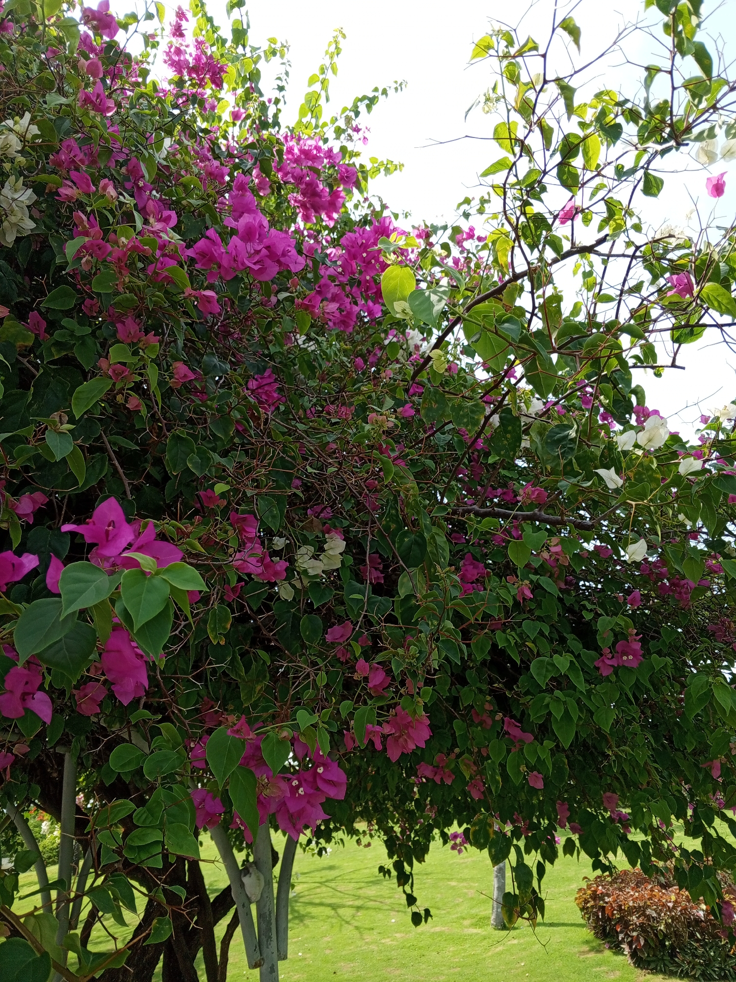 A full shot captures a lush bougainvillea tree in Dong Ninh Hoa Ward, Vietnam, its branches laden with vibrant pink and white blossoms against a backdrop of a bright, overcast sky. The tree's dark, woody trunk is partially visible, with several supporting poles in the foreground. The ground beneath is covered in neatly manicured green grass, with a cluster of reddish-brown bushes to the right. The image is an outdoor scene, likely taken during the daytime, with the natural light illuminating the flowers and foliage.