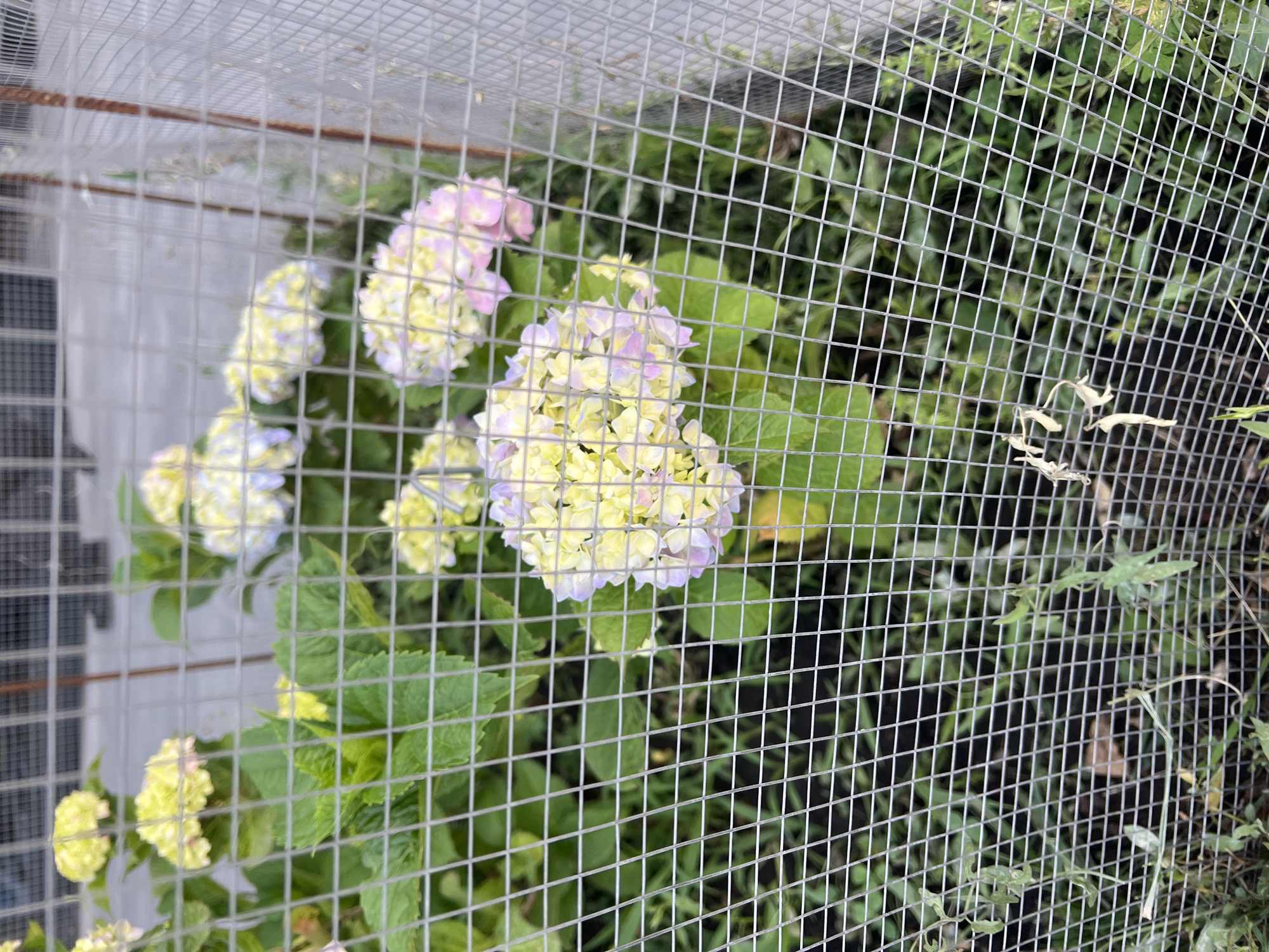 The image shows a close-up view of a cluster of hydrangeas with pink and yellow flowers, viewed through a wire mesh fence. The flowers are in focus, with their delicate petals and vibrant colors. The green leaves of the plant are also visible, forming a lush backdrop. The wire mesh fence creates a grid-like pattern across the image, partially obscuring the flowers and adding a sense of depth.
The scene appears to be outdoors, likely in a garden or park, given the presence of flowers and greenery. The lighting suggests it could be daytime, with natural light illuminating the subjects. There are no people or animals visible in the frame, and no specific activity or event is taking place. The focus is solely on the hydrangeas and their interaction with the fence.
The location context is Yerevan, Armenia. While there are no direct visual cues that pinpoint Yerevan specifically, the presence of hydrangeas suggests a temperate climate suitable for their growth. The image captures a moment of natural beauty, with the fence acting as a barrier that frames and highlights the flowers. There is no visible text in the image.