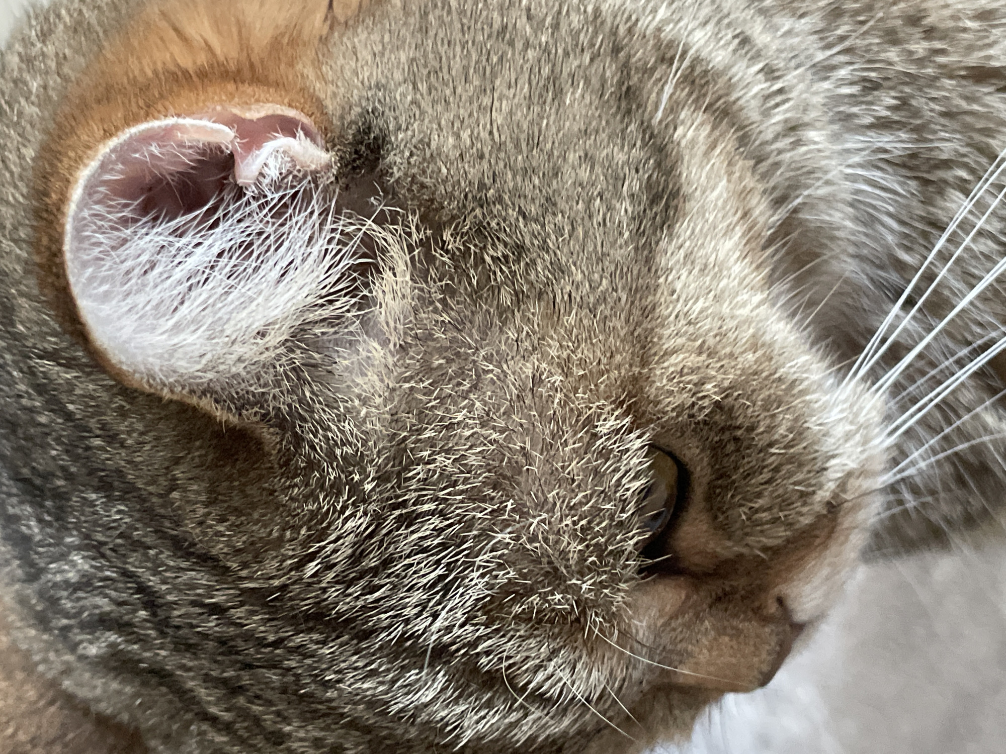 A close-up, high-angle shot captures the right side of a tabby cat's head, focusing on its ear, eye, and textured fur. The cat's fur is a detailed blend of browns, grays, and creams, featuring distinct tabby stripes and patterns, particularly visible across its forehead and cheek. The inner surface of the visible right ear is pink, adorned with fine, delicate white hairs that also line the ear's edges. A dark, possibly amber or brown, eye is partially visible towards the bottom right of the frame, peering from beneath the fur. Numerous prominent, long white whiskers extend from the cat's muzzle on the right side. The natural lighting highlights the individual strands of fur, showcasing its softness and texture. The cat appears calm, possibly resting or observing its surroundings. The background is softly blurred and light-toned, providing no specific location cues. There is no visible text in the image.