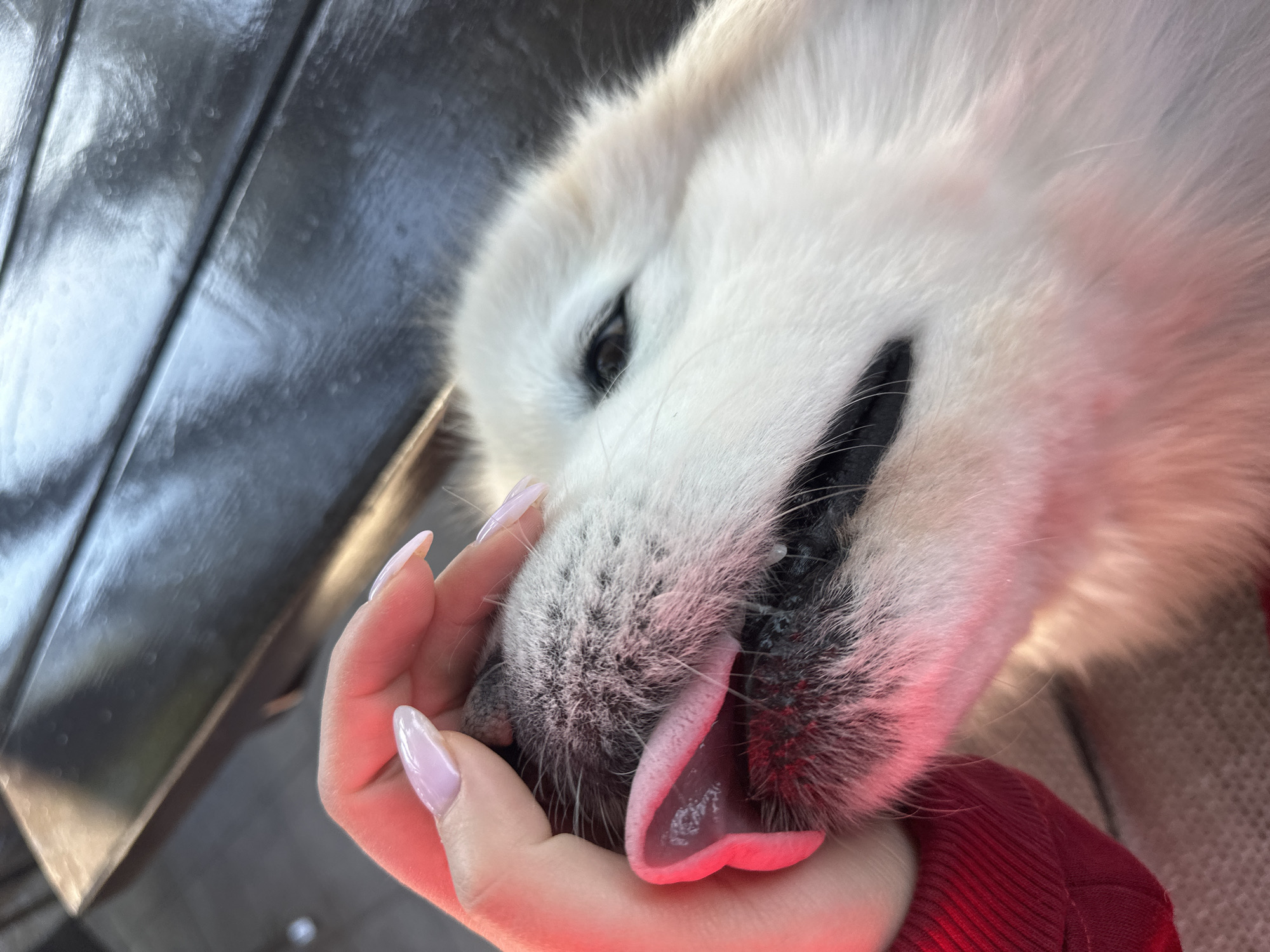 The image shows a close-up of a white dog's head resting in a person's hand. The dog's tongue is protruding slightly. The person's hand has long, manicured nails. A shiny, metallic object with ridges is in the background. The person is wearing a red sweatshirt. The location of the image is not detectable from the given context.
