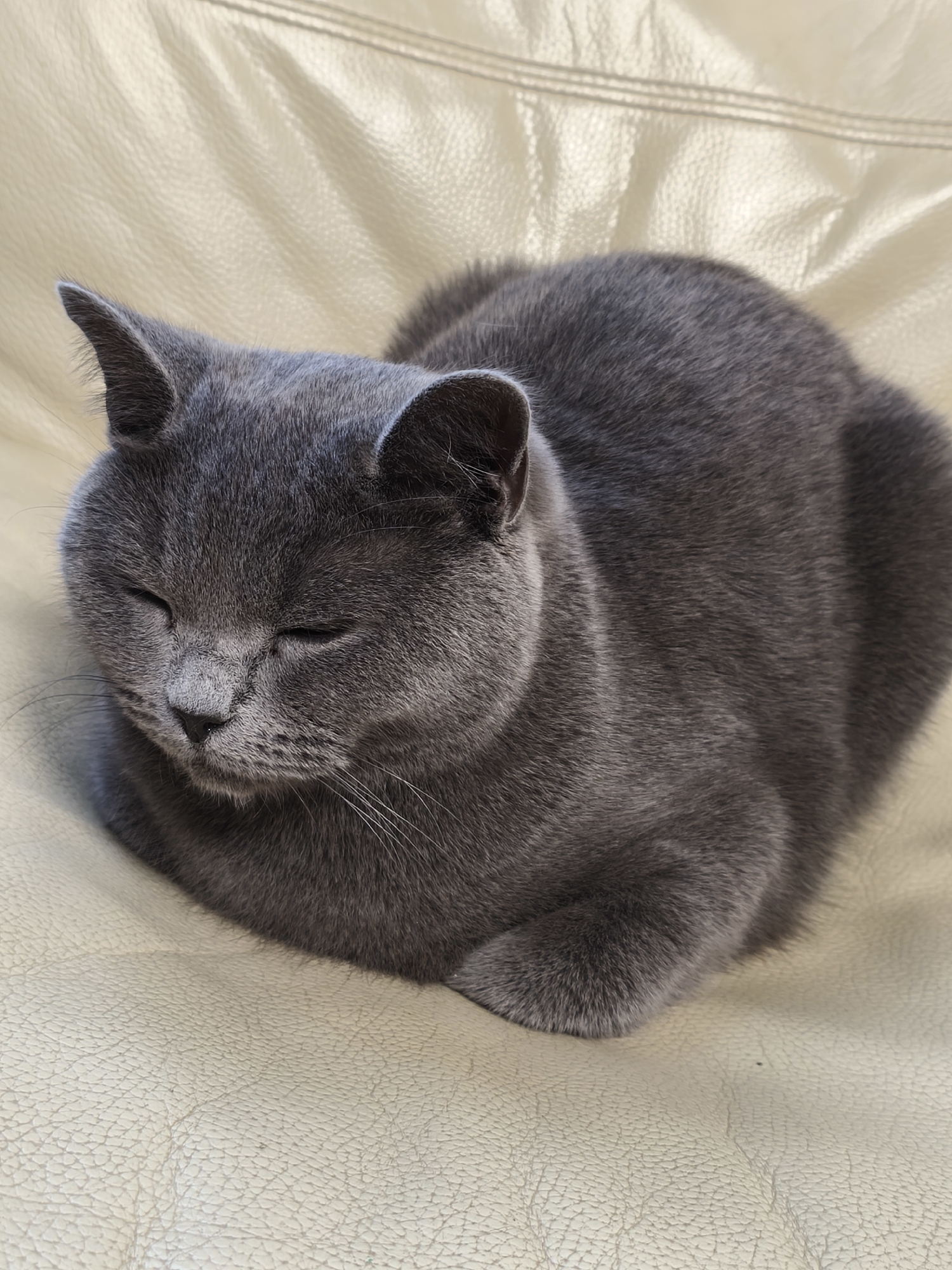 A grey cat is depicted resting peacefully indoors, curled into a compact, loaf-like position on a light-colored piece of furniture. The cat's eyes are closed, suggesting it is either asleep or deeply relaxed. Its fur is a uniform, dense shade of grey, and its whiskers are visible against its muzzle. The cat's ears are perked slightly but relaxed.
The animal is situated on what appears to be a beige or cream-colored leather or faux leather sofa or armchair, characterized by its textured surface and visible stitched seams in the upper background, indicating part of the furniture's structure. The lighting is soft and even, illuminating the scene without harsh shadows, which implies an indoor setting, likely during the day or in a well-lit room. The overall atmosphere is calm and serene, highlighting the cat's tranquil state. No people are visible, and there is no discernible text within the image.