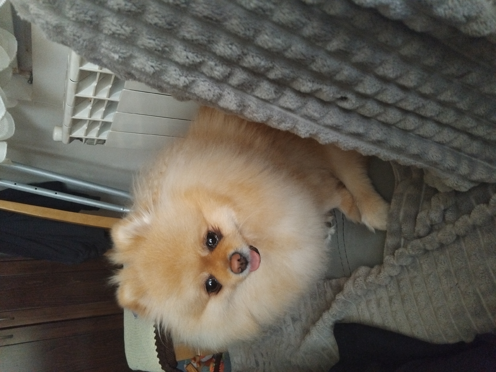 The image shows a Pomeranian dog with light brown fur sitting on a gray blanket. The dog has its tongue sticking out slightly and is looking towards the camera. In the background, a white radiator is visible. The scene appears to be indoors, likely in a home, with wooden cabinets and a curtain also visible. There are no people present in the image. The image does not provide any information about the location being in Apriltsi, Bulgaria.