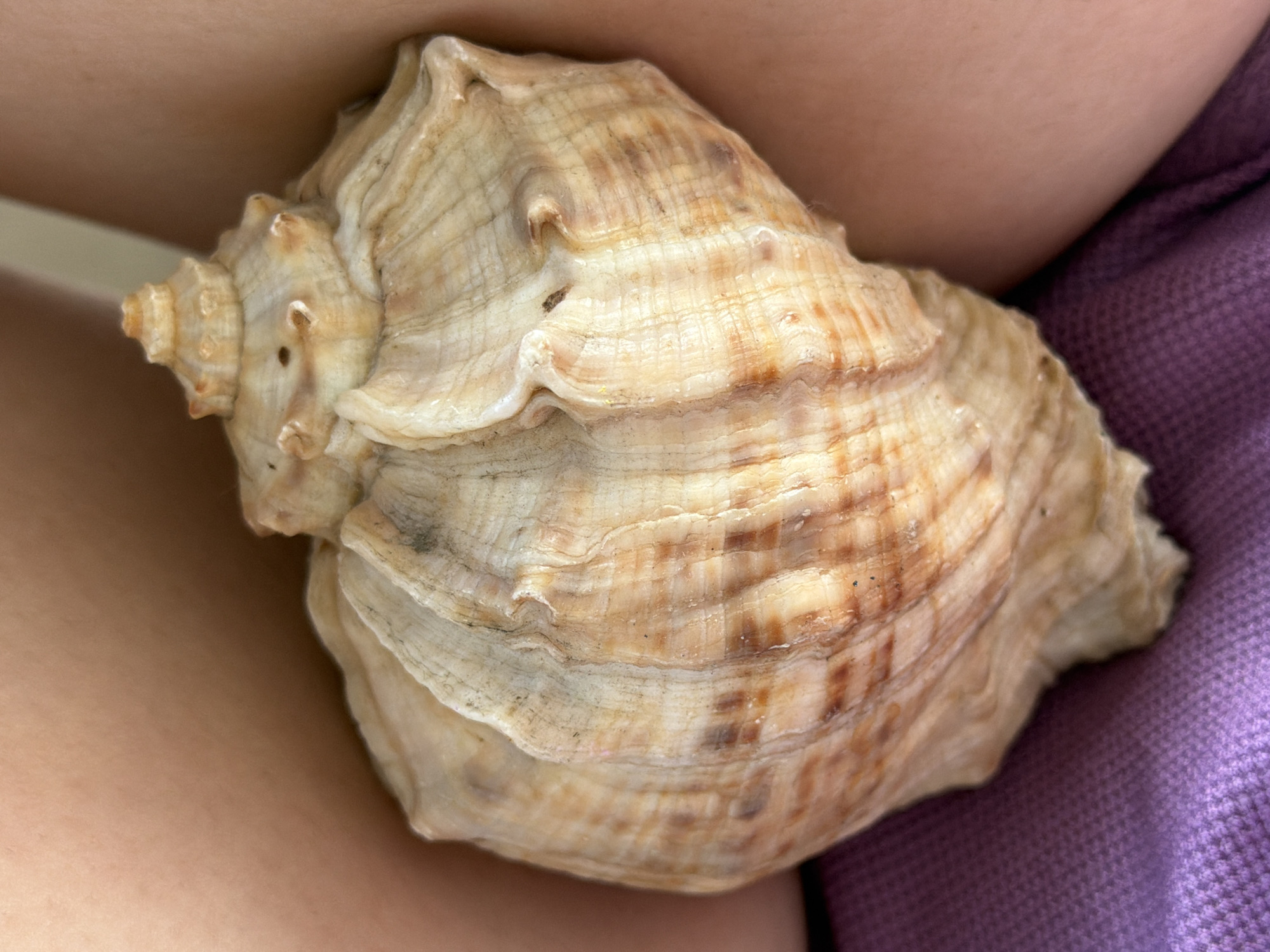 A large, spiral seashell with a textured, tan and brown exterior rests on a purple fabric surface. The shell is positioned in the center of the frame. The background consists of smooth, beige skin. The scene is a close-up shot, with the seashell occupying the majority of the image.