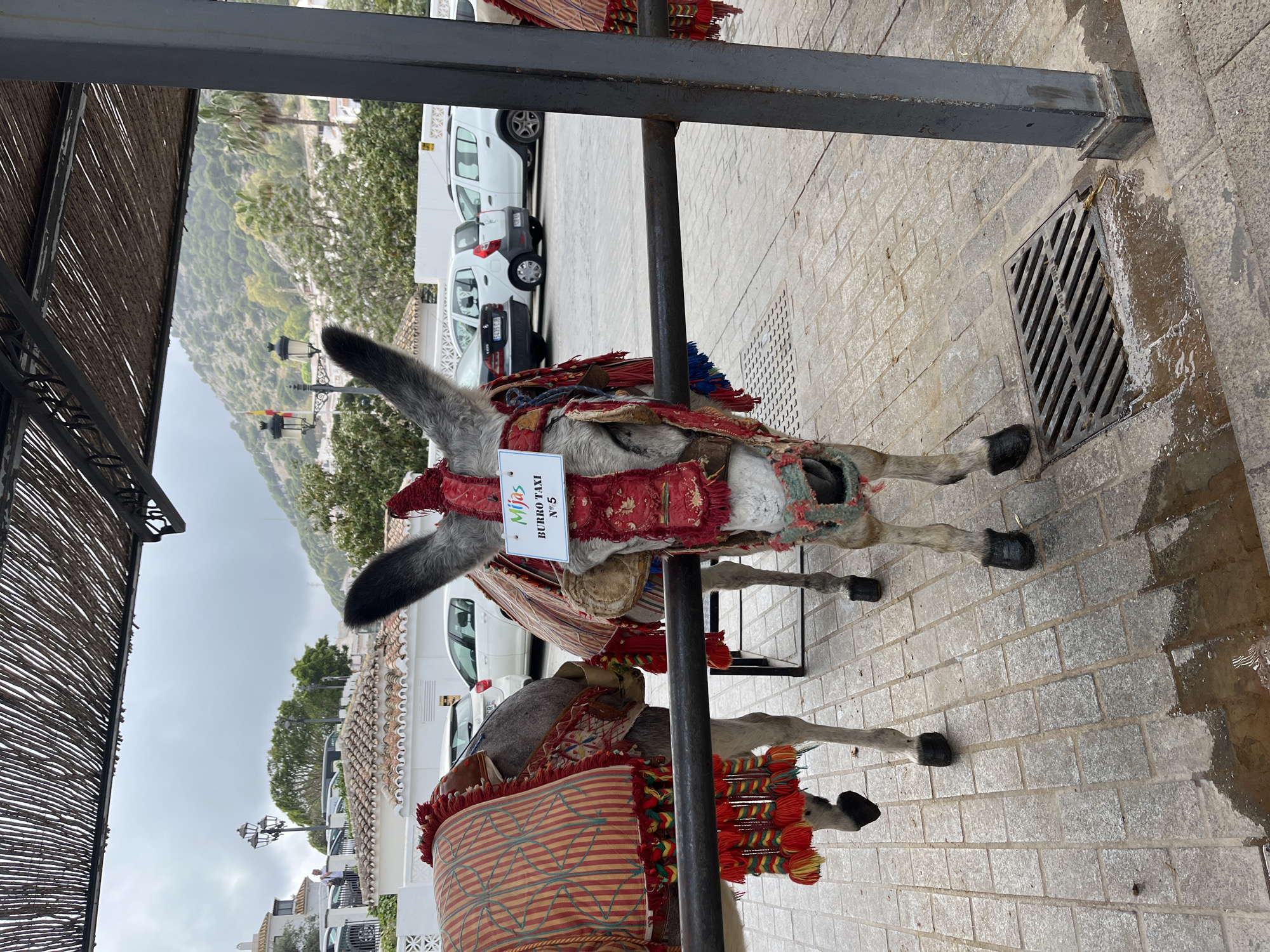 Two donkeys, adorned with colorful blankets and headgear, stand near a metal support structure on a stone-paved surface in Mijas, Spain. One donkey has a sign on its head that says "Mijas Burro Taxi No. 5". In the background, there are white buildings, trees, and parked cars, suggesting an urban setting. A metal drain is visible on the stone-paved ground.