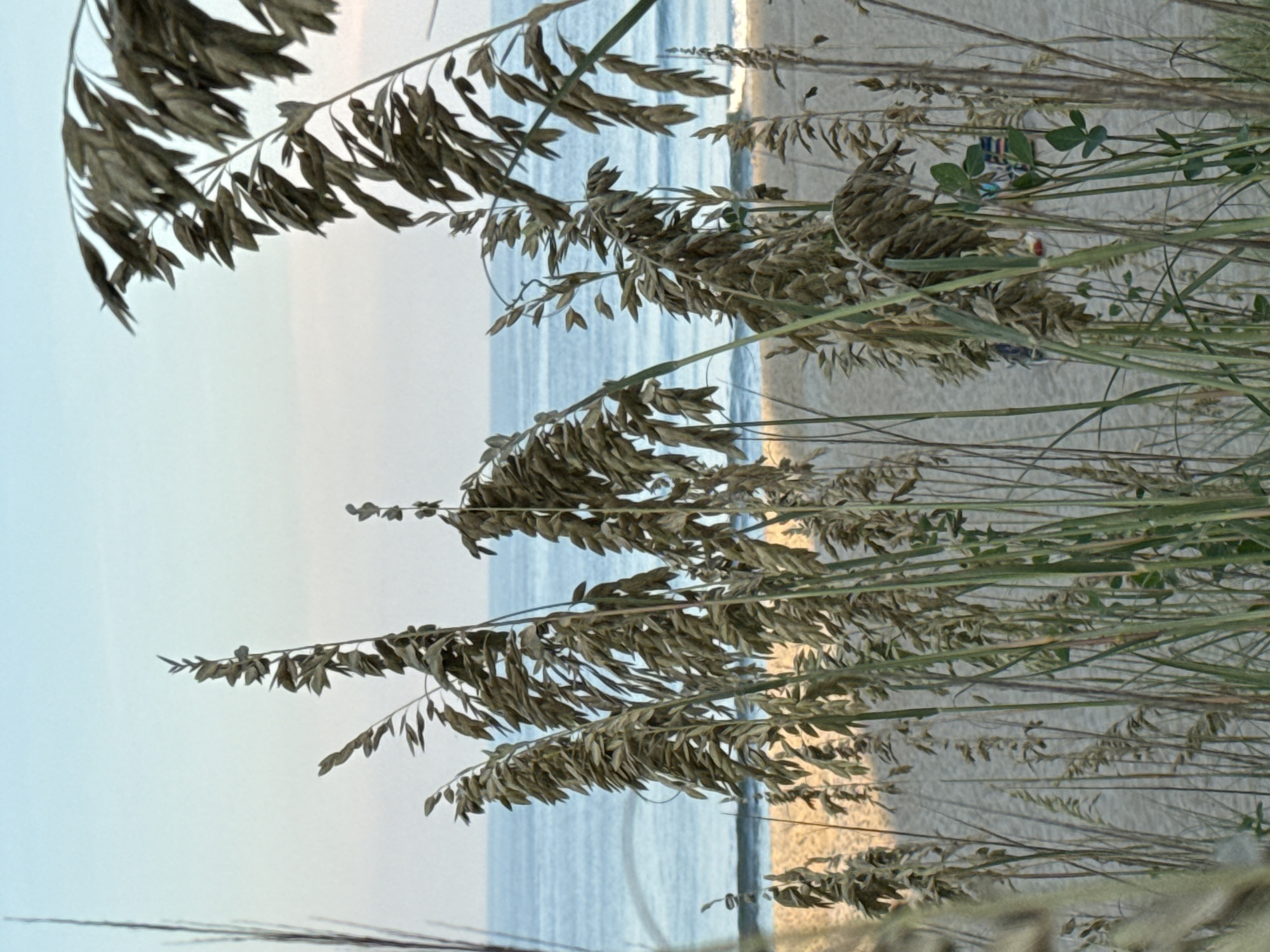 This is a close-up shot of tall, dry sea oats with the ocean and a sandy beach in the background. The sea oats are the primary subject, with their feathery seed heads obscuring parts of the view of the beach and ocean. The ocean is a calm blue, meeting the shore with a gentle line of small waves. The beach is a light tan color. In the distance, a small portion of a beach chair with colorful stripes is visible, along with a hint of a person. The sky above is a pale blue with a subtle gradient towards a lighter hue near the horizon. The overall scene is serene and evokes a sense of a tranquil beach day. This image is likely taken in Nags Head, North Carolina, United States of America, a location known for its extensive coastline and abundant sea oats.