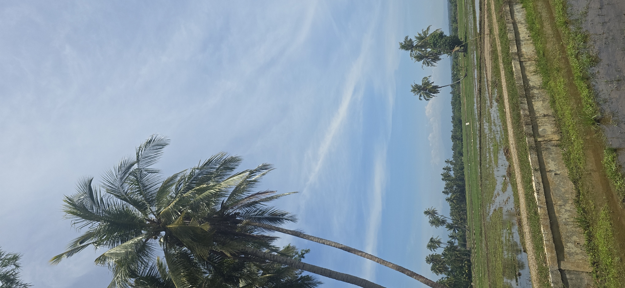 In Baratpayaitek, Indonesia, a rural landscape unfolds under a bright blue sky with wispy white clouds. Dominating the left side of the frame are several tall coconut palm trees, their fronds reaching towards the sky. The ground below is a patchwork of flooded rice paddies, reflecting the sky and surrounding greenery. A concrete structure with grass growing on top runs horizontally across the mid-foreground, separating the viewer from the fields. In the distance, a dense line of more coconut trees forms a backdrop, with hazy mountains visible beyond. The scene is peaceful and agricultural, bathed in natural sunlight.
