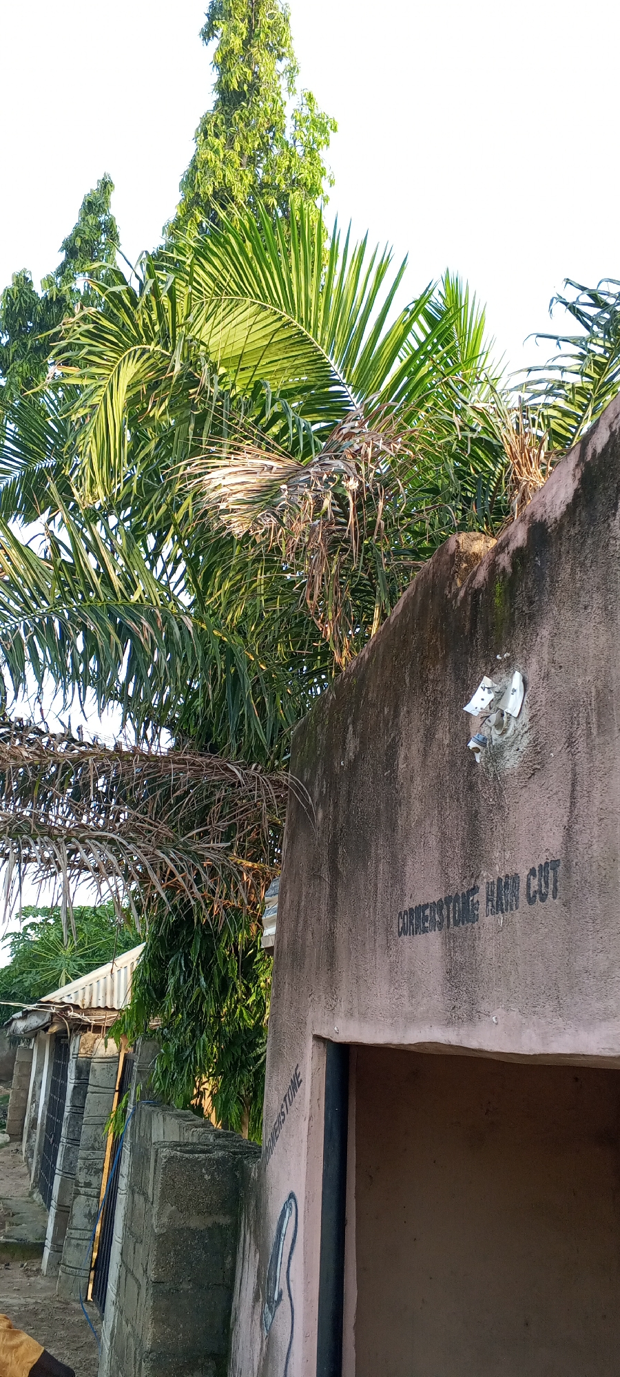 The image shows a street scene in Jalingo, Nigeria, focusing on the exterior of a building. On the right side of the frame, a concrete wall is visible, painted a light pinkish-brown. Stenciled in black letters on this wall are the words "CORNERSTONE HAIR CUT". Below this, there appears to be an open doorway or alcove. To the left of the building, a fence made of concrete blocks runs along the side of the property. Beyond the fence, a row of structures with corrugated metal roofs is visible, suggesting a commercial or residential area. Tall, leafy trees, including what appears to be a palm tree in the foreground, dominate the background and partially obscure the sky, which is bright and clear, indicating daytime. There are no people visible in the image. The overall impression is of an outdoor setting in a tropical or subtropical environment.