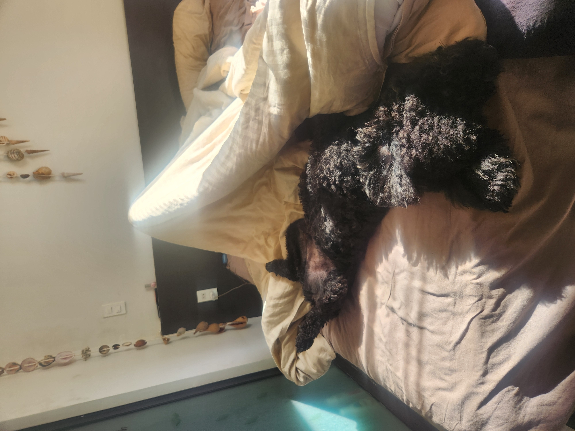 A black poodle is sleeping on its back on a bed, partially covered by a light-colored comforter. Sunlight streams in from the left, casting shadows on the bed. In the background, a wall is visible with a string of decorative shells and a light switch. The scene appears to be indoors, possibly a bedroom, in Đà Nẵng, Vietnam.