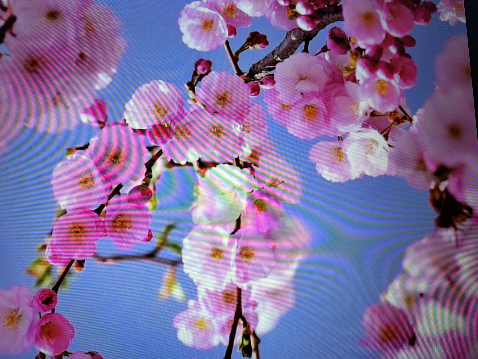 The image displays a close-up view of a branch covered in pink cherry blossoms against a clear blue sky. The blossoms are in various stages of bloom, with some fully open and others appearing as buds. The petals are delicate and layered, with subtle variations in shade from pale pink to a deeper rosy hue. The center of each flower reveals a cluster of yellow stamens. The branch itself is dark and gnarled, providing a stark contrast to the softness of the flowers. The overall impression is one of spring's arrival, a common sight in many cities during this season. Given the general nature of the image, it is impossible to determine its specific location within Naberezhnye Chelny, Russia, as blooming cherry trees are a widespread phenomenon. There are no people or discernible man-made structures visible in the frame.