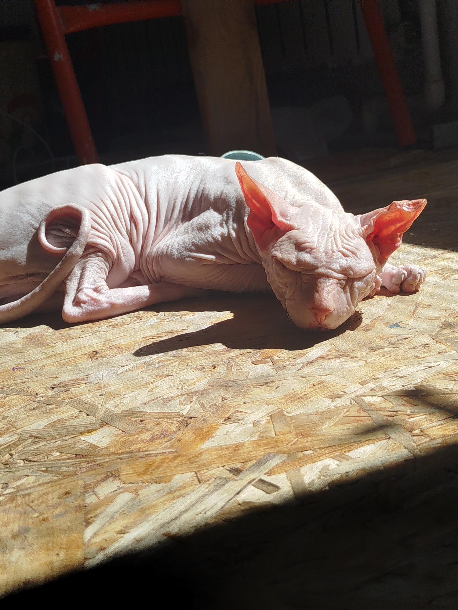 A hairless cat, possibly a Sphynx, is sleeping on a wooden surface. The cat is light-colored with visible wrinkles and prominent ears. Sunlight casts strong shadows across the scene, highlighting the texture of the cat's skin and the wooden floor. The background is dark and out of focus, with hints of industrial or workshop elements like metal pipes. The image does not provide any information about the location in the city of Zavodoukovsk, Russia.