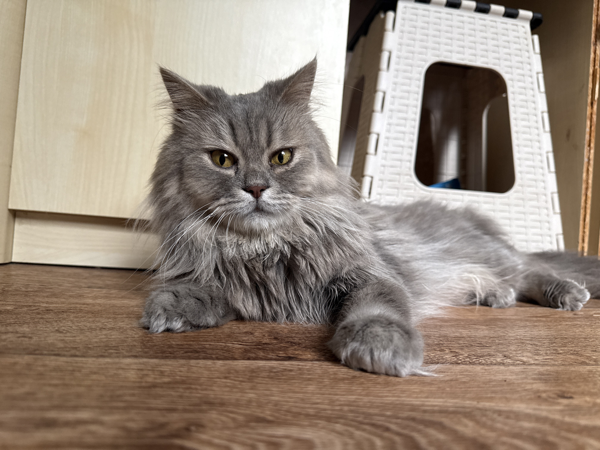 A medium shot shows a long-haired gray cat lying on a wooden floor. The cat is facing the camera with its body stretched out. Its eyes are open and looking forward. In the background, to the right of the cat, is a white collapsible stool with a checkered pattern. To the left of the cat, there is a portion of a light-colored wooden cabinet. The floor is a medium-brown wood laminate. The image is well-lit with natural light. The scene is indoors.