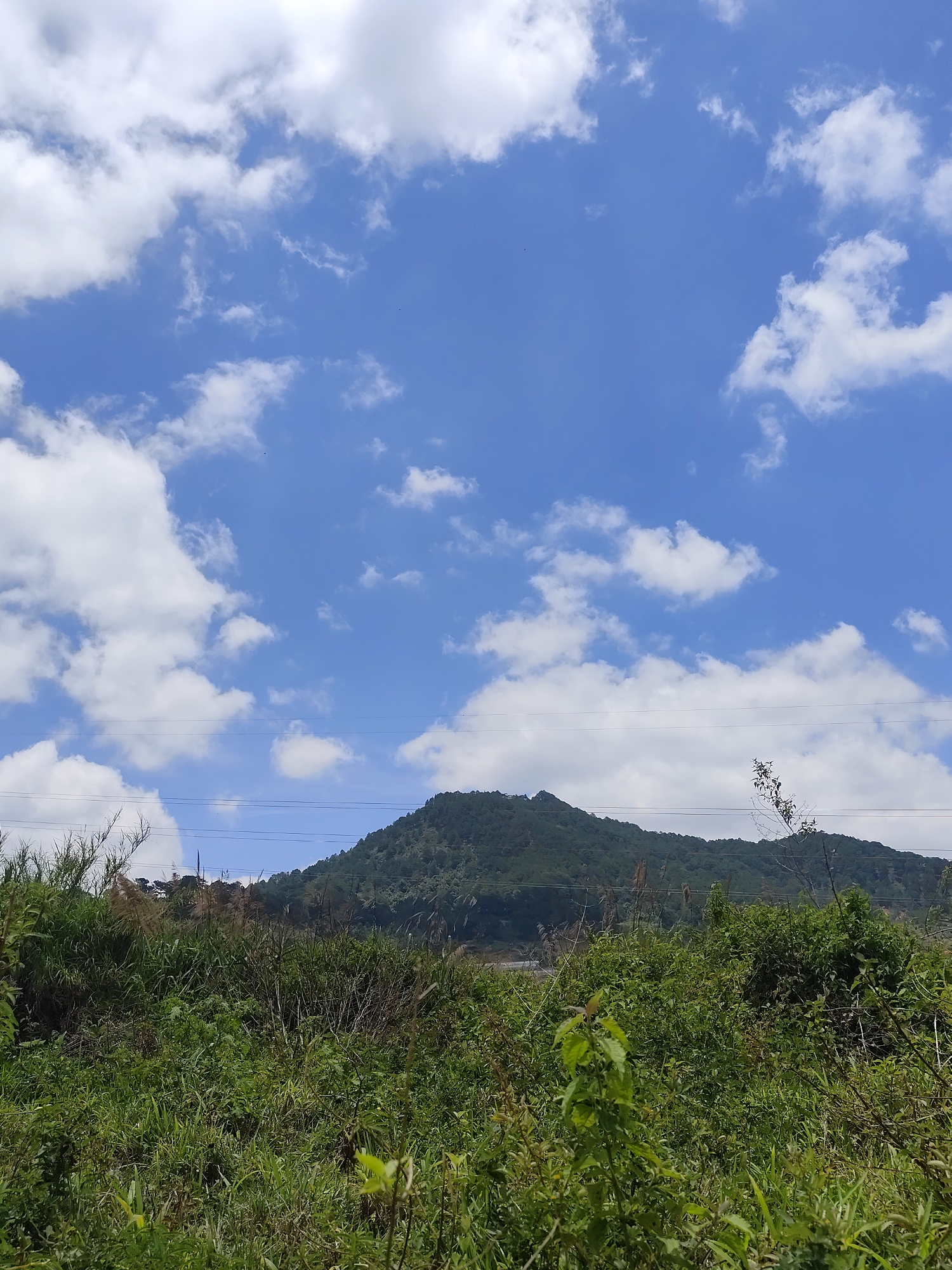 This image presents a serene natural landscape in Lạc Dương, Vietnam, under a bright, expansive blue sky adorned with numerous fluffy white cumulus clouds.
The scene is dominated by a verdant mountain in the background, its slopes densely covered with dark green trees, suggesting a forested area. The lower and mid-ground are filled with an abundance of lush green foliage, including various types of tall grass, shrubs, and leafy plants, creating a rich and somewhat wild natural texture. The foreground is particularly dense with this vegetation, showcasing different shades of green.
Several thin utility lines, possibly power lines, traverse horizontally across the mid-section of the image, running just above the top of the foreground vegetation and in front of the mountain. The lighting indicates a clear, sunny day, likely late morning or early afternoon, with even illumination across the landscape and clouds. Small, dark specks, possibly birds, are visible against the blue sky in the upper areas of the frame. There is no discernible human activity or visible text. The overall atmosphere is peaceful and vibrant, highlighting the natural beauty of the Vietnamese countryside.
