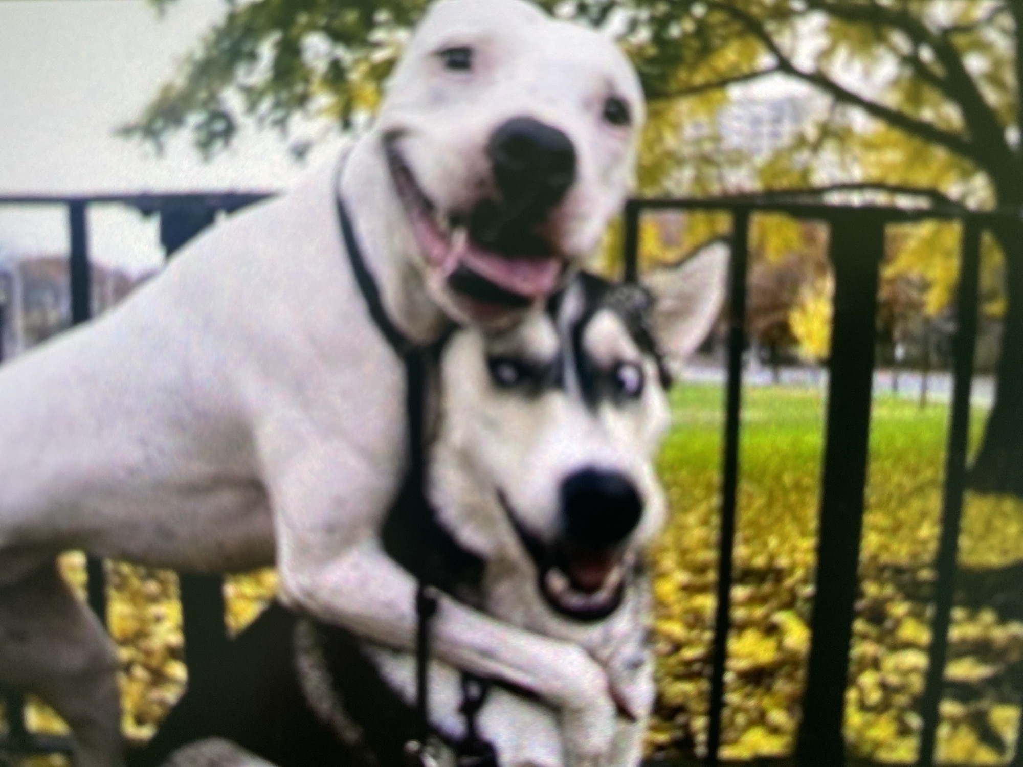 Two dogs are in the foreground of an outdoor scene. The dog in the front is a Husky with grey and white fur. The other dog is white. They are wearing collars. The background is a city scene, with buildings and trees in the distance. The photograph appears to be taken in Saint Petersburg, Russia as some of the buildings in the background appear to be from the city. The trees have some yellow leaves, suggesting it might be during the fall season.