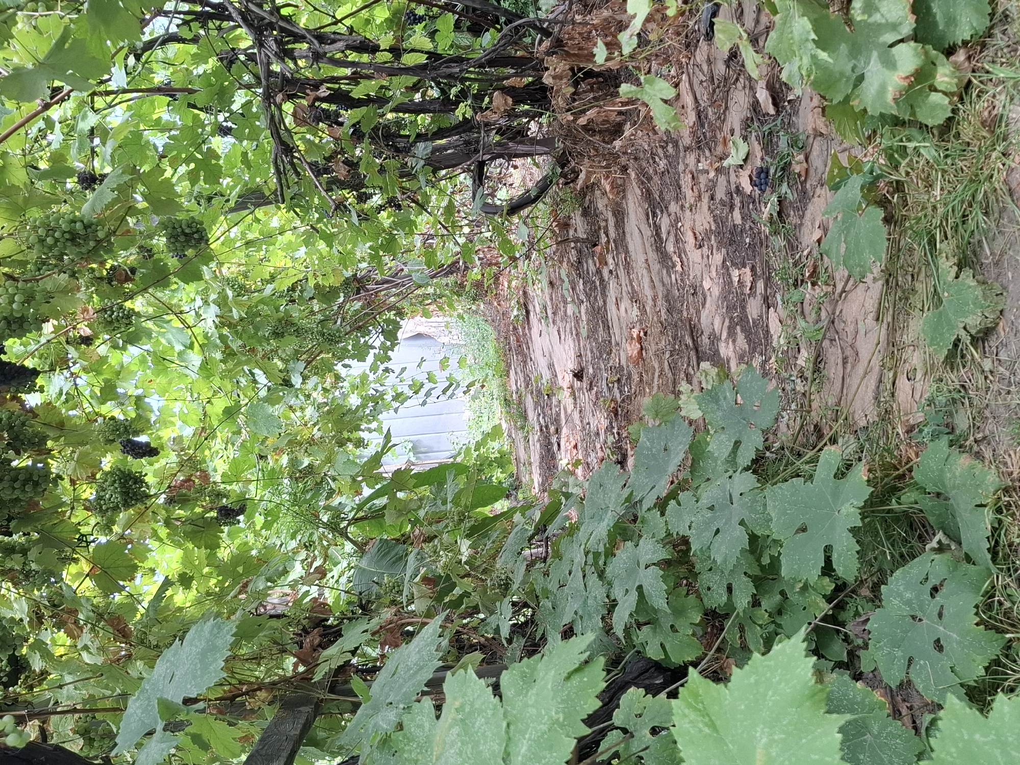 A rustic, overgrown pathway winds through a dense vineyard under a canopy of green grape leaves and vines. Clusters of green and dark purple grapes hang from the branches, some ripe and some still developing. The path is paved with uneven, light-colored stones and is partially covered with fallen leaves and twigs, suggesting it is a natural or infrequently maintained walkway. Sunlight filters through the foliage, dappling the path and illuminating the vibrant green of the leaves. The scene appears to be in a private garden or an agricultural area, likely within the city of Almaty, Kazakhstan, given the typical abundance of fruit orchards and vineyards found in and around the city. The overall impression is one of natural beauty and rural tranquility within an urban setting.
