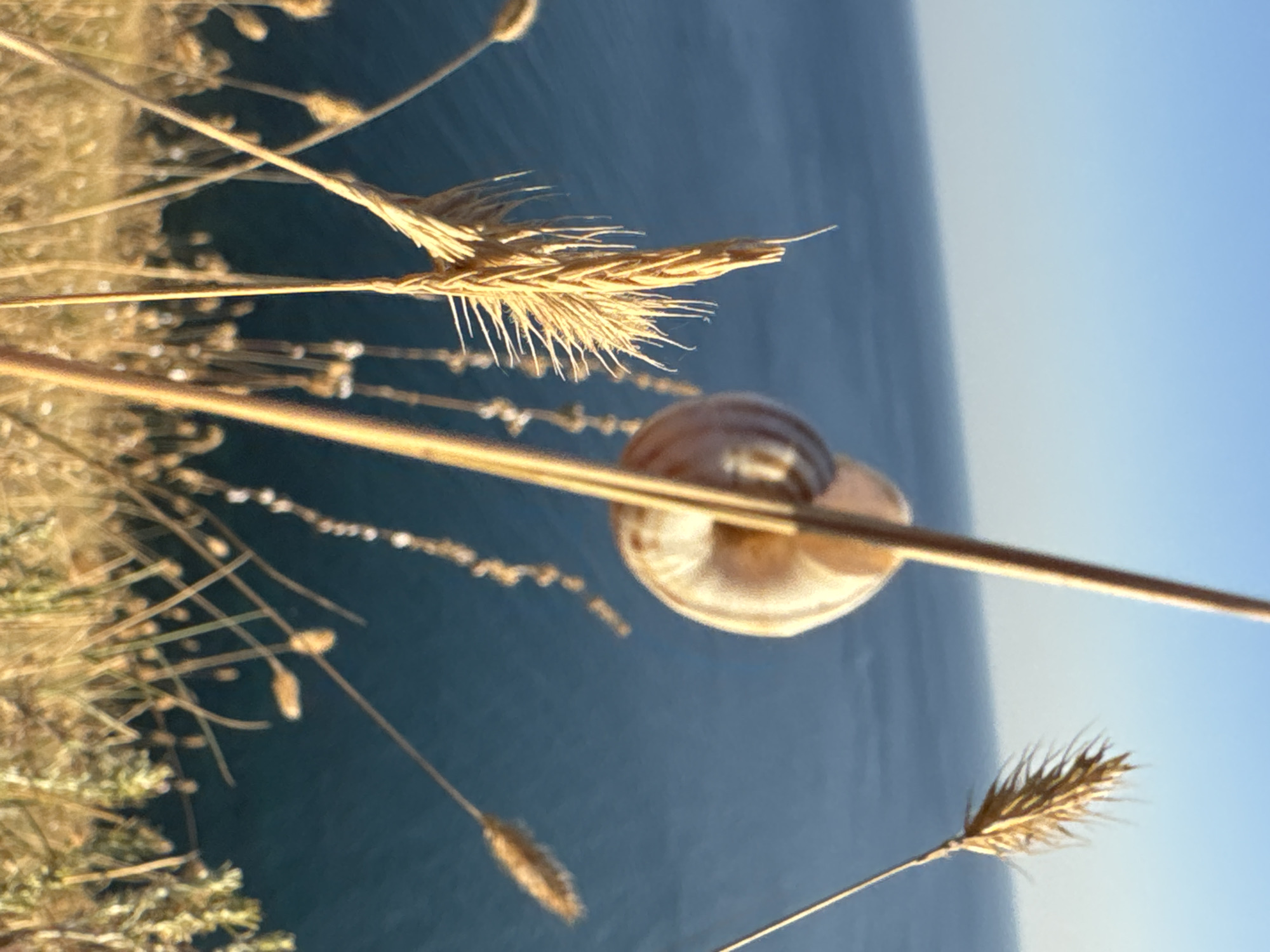 A close-up, vertically oriented photograph captures a small snail shell resting on a dry stalk of grass. The shell, a light brown with darker spiral markings, is in sharp focus. Behind it, the deep blue of the sea stretches towards a clear, pale blue sky. In the foreground and scattered throughout the image are more dry grass stalks and seed heads, some blurred and out of focus, creating a soft, textured backdrop. The light suggests it is either early morning or late afternoon, casting a warm, golden glow on the dry vegetation. The scene is peaceful and serene, evoking a sense of natural beauty and stillness. The location is Anapa, Russia. No text is visible.