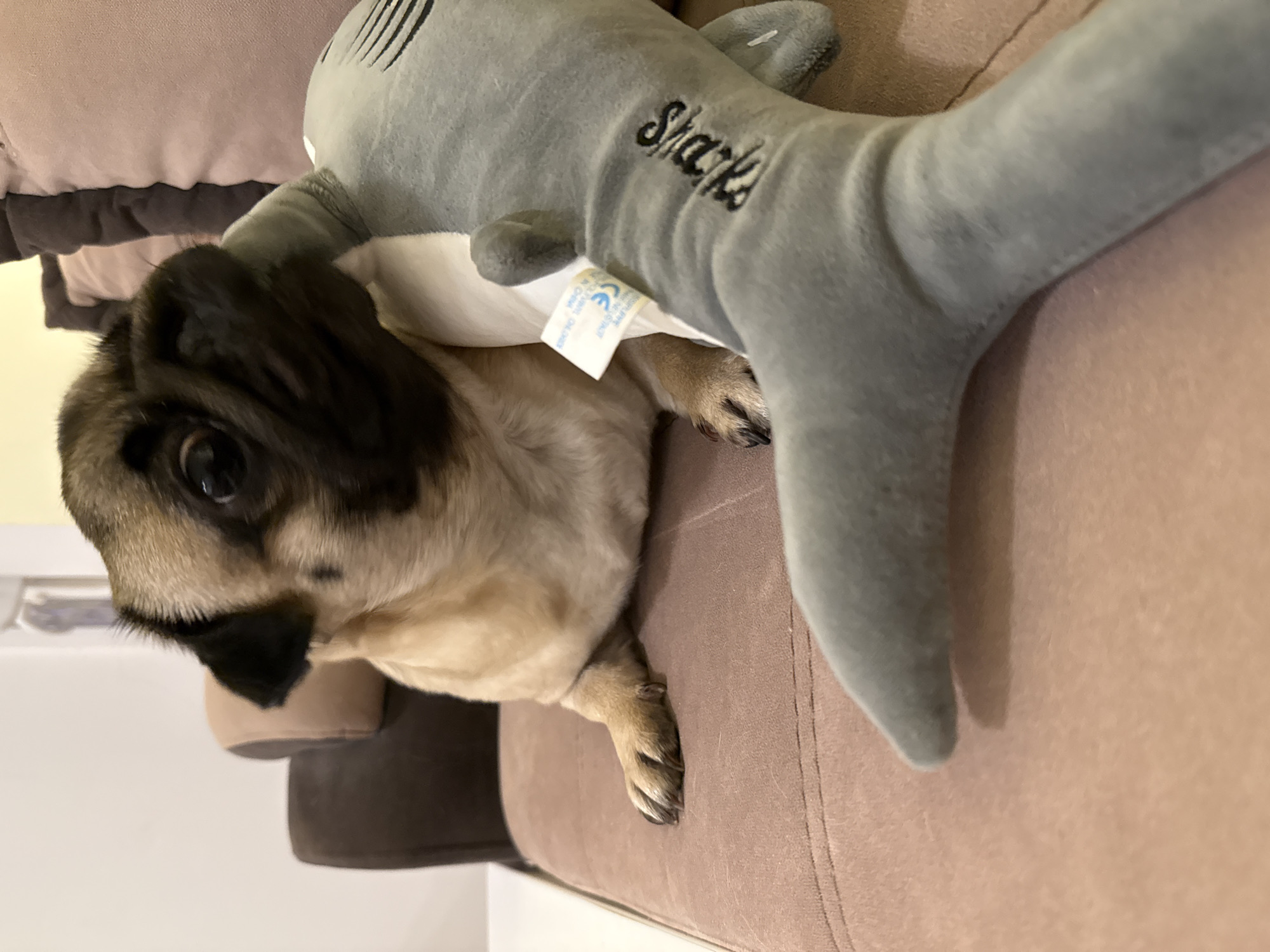 A pug dog is on a brown couch, gnawing on a grey stuffed shark toy. The dog's head is turned, obscuring part of its face, but its dark eyes and wrinkled snout are visible. The stuffed shark has the word "Shark" embroidered in black on its side. A white tag is attached to the shark, near the dog's mouth. The background shows the back of the couch, with plush cushions. The environment appears to be an indoor setting, likely a living room.