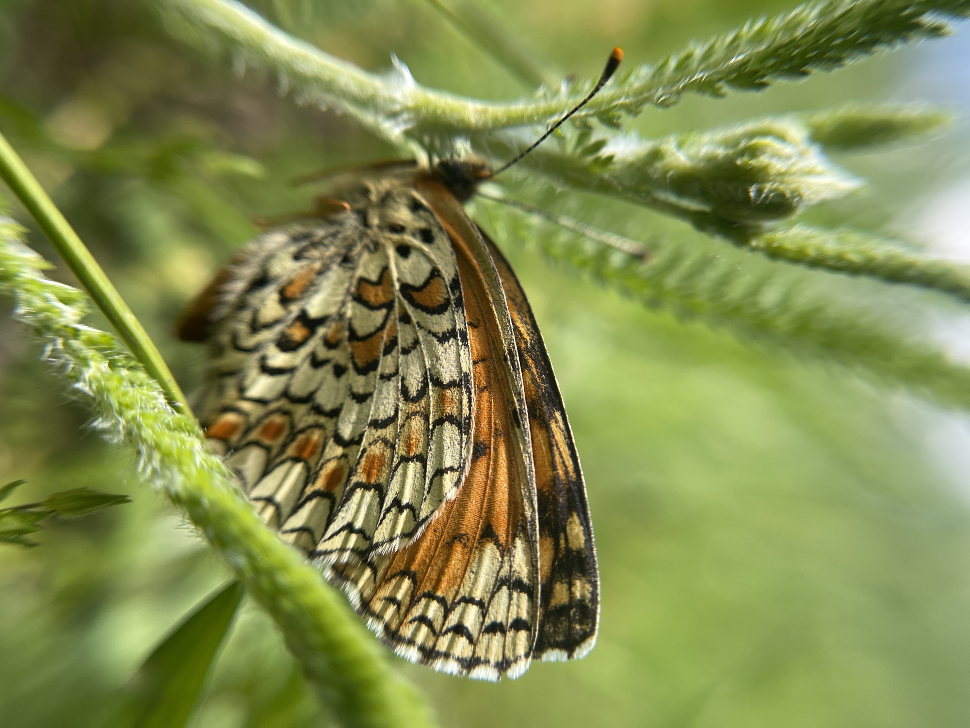 A close-up photograph captures a butterfly perched on a green plant. The butterfly features orange and black patterned wings with a white fringe at the edges. The plant appears to be a type of grass or weed, with a hairy texture on its stem. The background is blurred, suggesting a shallow depth of field and emphasizing the butterfly.
The location is given as Popasne, Ukraine, but this does not inform any other detail of the scene. There are no people visible. The subject is a butterfly interacting with plants. The environment is a grassy location.