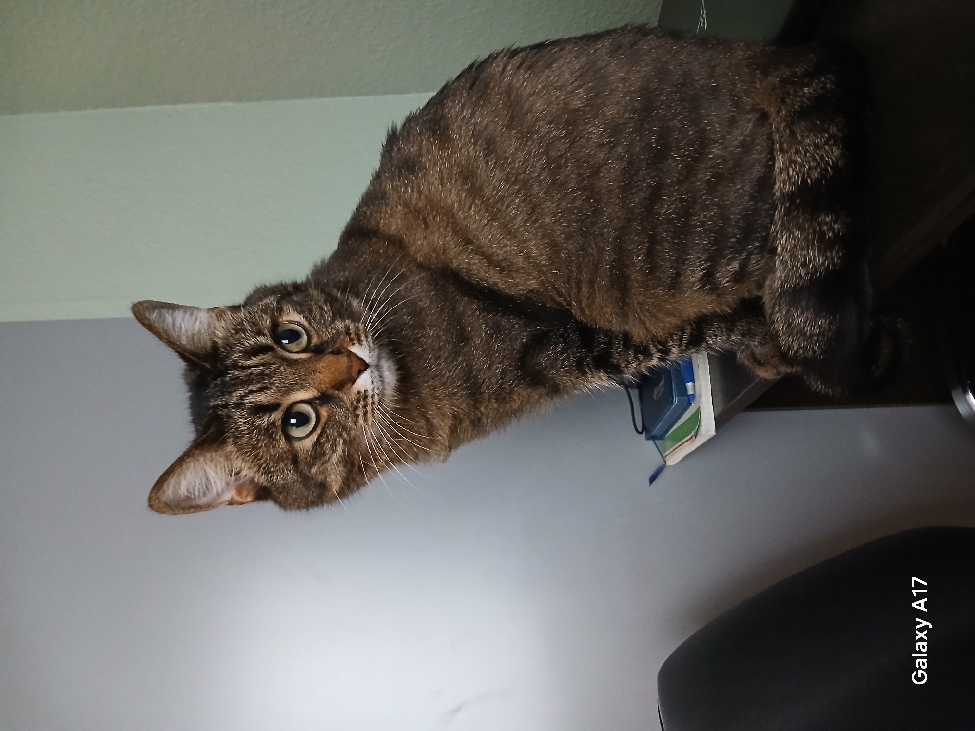 The image displays a domestic tabby cat with a curious and alert expression, looking directly at the viewer. The cat features brown, grey, and black striped fur, bright green eyes, and prominent white whiskers. Its head and upper body are clearly visible in the foreground, suggesting it is peering over an unseen edge.
The setting is an indoor environment. The background consists of a light green or beige upper wall and a lighter grey or white lower wall. In the upper right quadrant of the image (when correctly oriented), a dark brown or black piece of furniture, likely a shelf or desk, is visible. Perched on or near this furniture are a small blue object, possibly a container or book, alongside some white and green papers and a blue ribbon. The lower right section of the image reveals a dark, upholstered object, probably a chair or part of a sofa.
The cat's direct gaze and focused posture indicate an act of observation or engagement with the person taking the photograph. Its wide eyes convey a sense of curiosity and attentiveness. The foreground is brightly lit, illuminating the cat's face and the adjacent wall, contrasting with the somewhat darker background areas on the right.
A notable detail is the text "Galaxy A17" printed vertically in white lettering on the dark upholstered object in the bottom right corner, identifying the model of the camera used to capture the image. While the provided context specifies Yekaterinburg, Russia, there are no visual cues within the image itself to confirm this geographical location. The time of day is not discernible, but the lighting suggests an indoor setting possibly using artificial light.