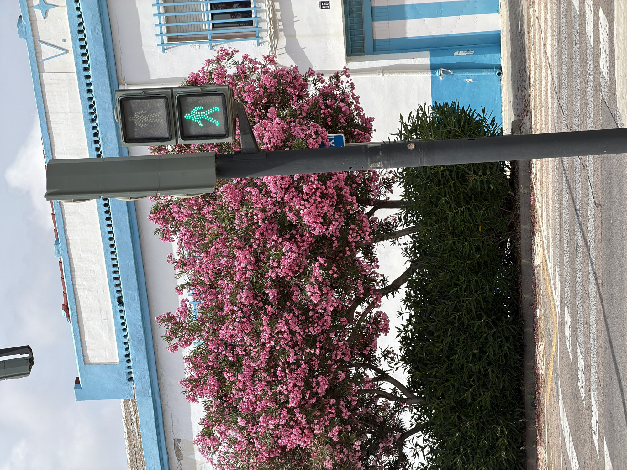 The image shows a pedestrian crossing signal with a green walking figure illuminated, indicating it is safe for pedestrians to cross the street. The signal is mounted on a dark pole, which extends out of frame. To the left of the signal, a building with a blue and white striped facade is visible, with a blue decorative trim along the edge. A flowering tree with vibrant pink blossoms is situated between the building and the pedestrian signal, partially obscuring the building. To the right of the signal, a dense green bush lines the edge of the sidewalk. The sidewalk itself is a crosswalk with white stripes, and a yellow line marking the edge of the road. The overall scene suggests an outdoor setting, possibly a street or public area, with good weather conditions. The time of day is not explicitly indicated, but the lighting suggests it is daytime. No specific emotions are conveyed, but the illuminated walking figure on the signal implies an ongoing or imminent pedestrian crossing activity. There is a number "15" visible on the building.