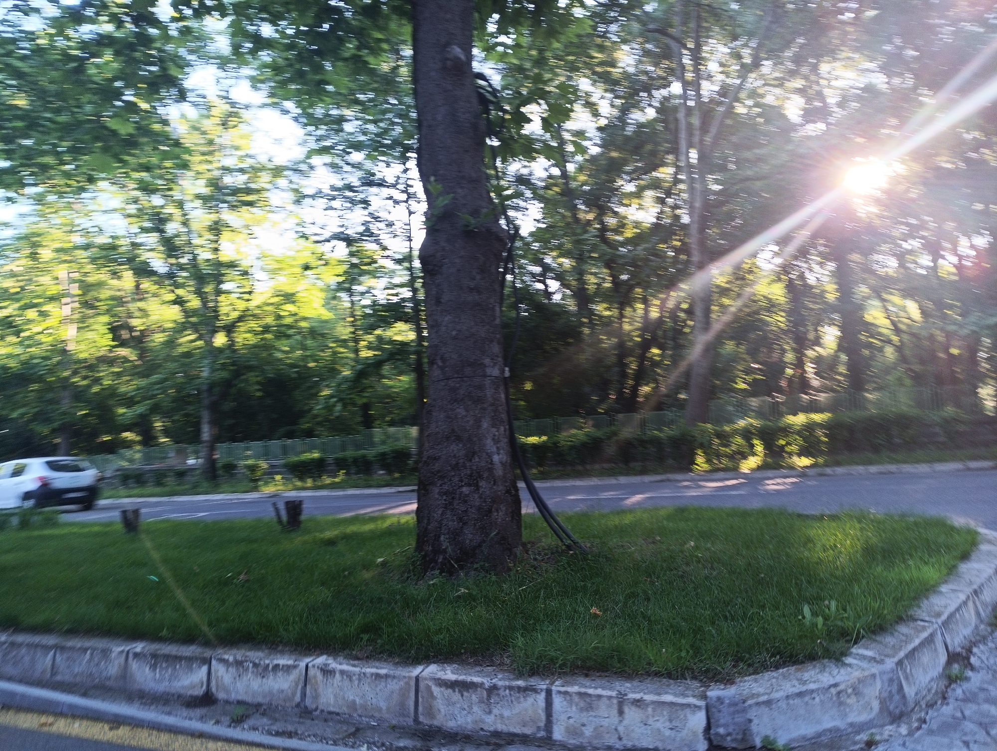 The image captures a tree trunk in the foreground, with a patch of green grass and a concrete curb. In the background, a white car is visible on a road, moving away from the camera. Sunlight streams through the trees, creating a lens flare effect. The setting appears to be a street in Karnobat, Bulgaria, with the presence of lush greenery and typical urban infrastructure.