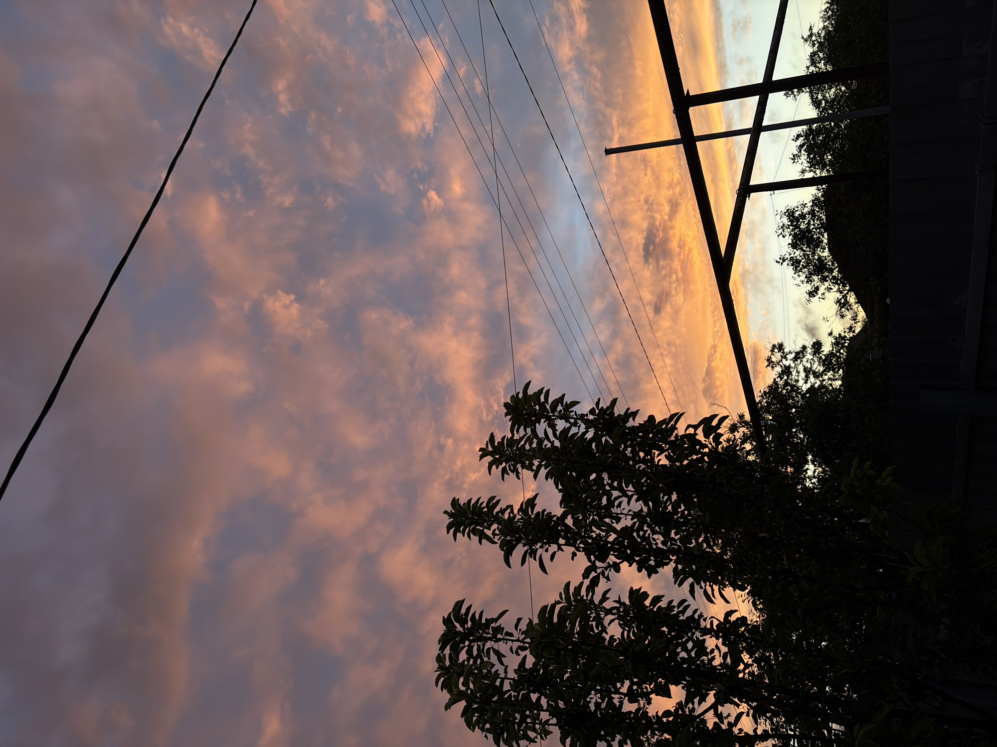 The image shows a sky filled with clouds, tinted with shades of pink and orange, suggestive of either sunrise or sunset. The foreground is dominated by a silhouette of a tree with visible leaves, possibly a deciduous species. Above the tree, several power lines stretch across the sky, connected to a utility pole. Parts of what appears to be a rooftop and some additional trees are present in the right part of the frame.