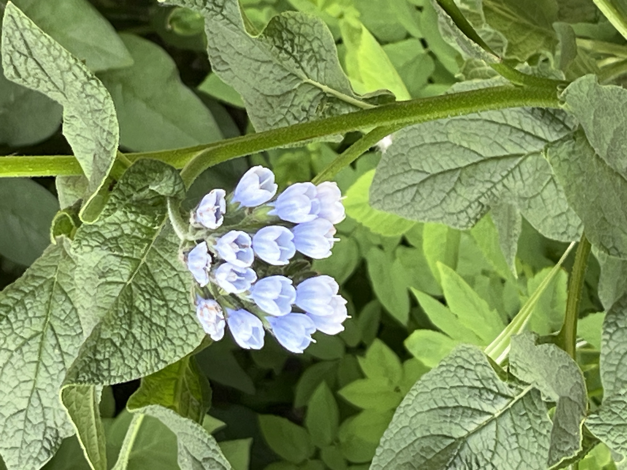 The image presents a close-up view of a flowering plant, likely Comfrey, characterized by a cluster of small, bell-shaped flowers. The blossoms are a delicate light blue or periwinkle color, tightly grouped together and emerging from a robust, green stem. Surrounding the flowers are large, dark green leaves with a distinct crinkled or rugose texture, marked by prominent veins. Both the leaves and the stem exhibit a slightly hairy or fuzzy appearance. The background consists of various shades of green foliage, indicating the plant is situated within a lush, natural environment. The lighting suggests it is daytime. No human activity or man-made objects are visible. The overall scene focuses on the intricate details of the plant's leaves and inflorescence. The provided location context is Saint Petersburg, Russia.