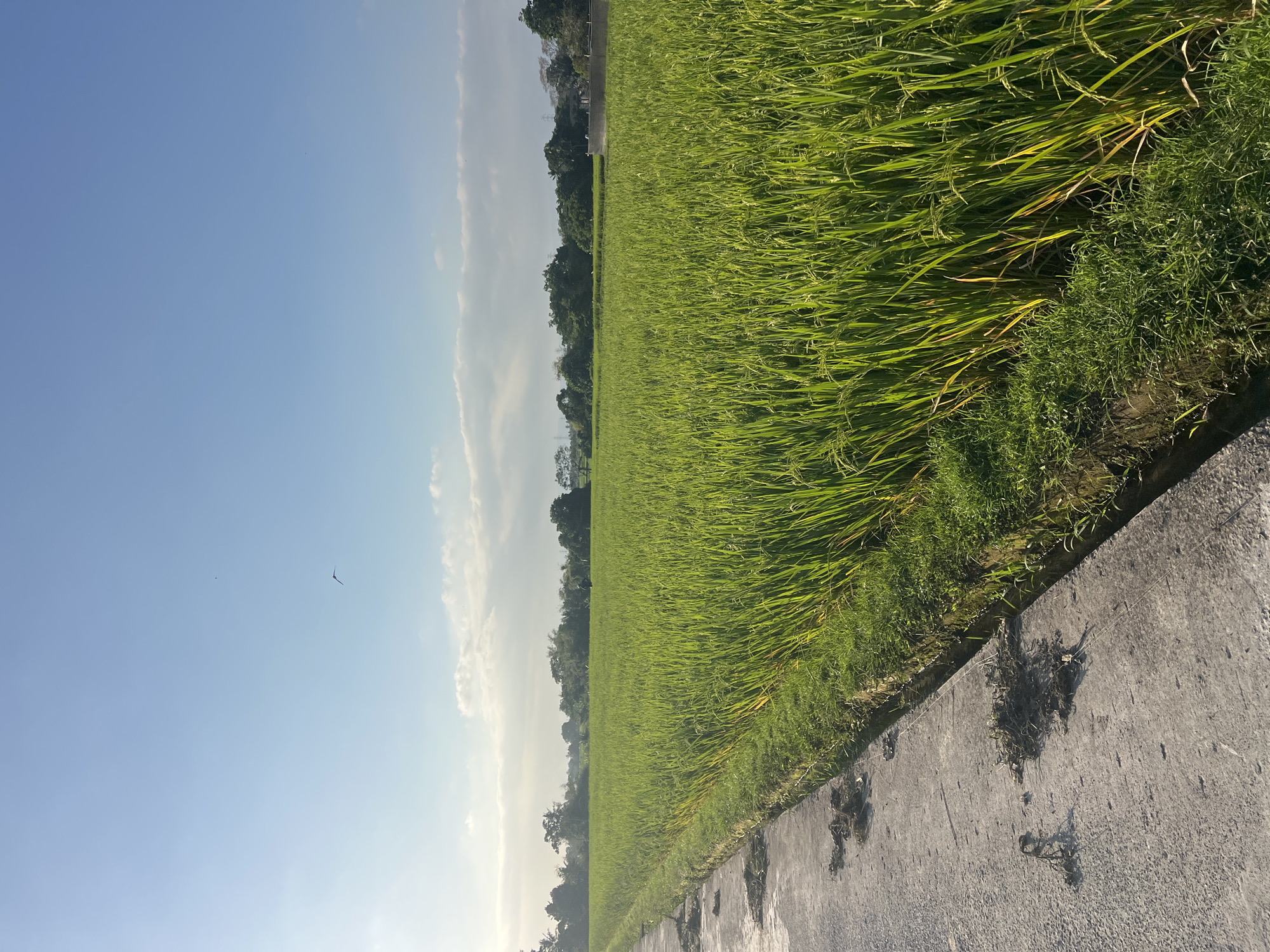 The image depicts a vast, green rice paddy field under a bright blue sky with scattered white clouds. A narrow, gray concrete path runs along the left side of the frame, bordered by a small irrigation ditch. Scattered debris, appearing to be dried vegetation and soil, is visible on the path. The rice stalks are tall and lush, with some showing hints of yellowing, suggesting they are nearing harvest. In the distance, a line of trees forms a natural boundary, and further back, structures that appear to be buildings and a fence are discernible. A single bird is captured mid-flight in the upper portion of the sky. The scene suggests a rural or agricultural setting within the city of Kediri, Indonesia, likely during daylight hours.