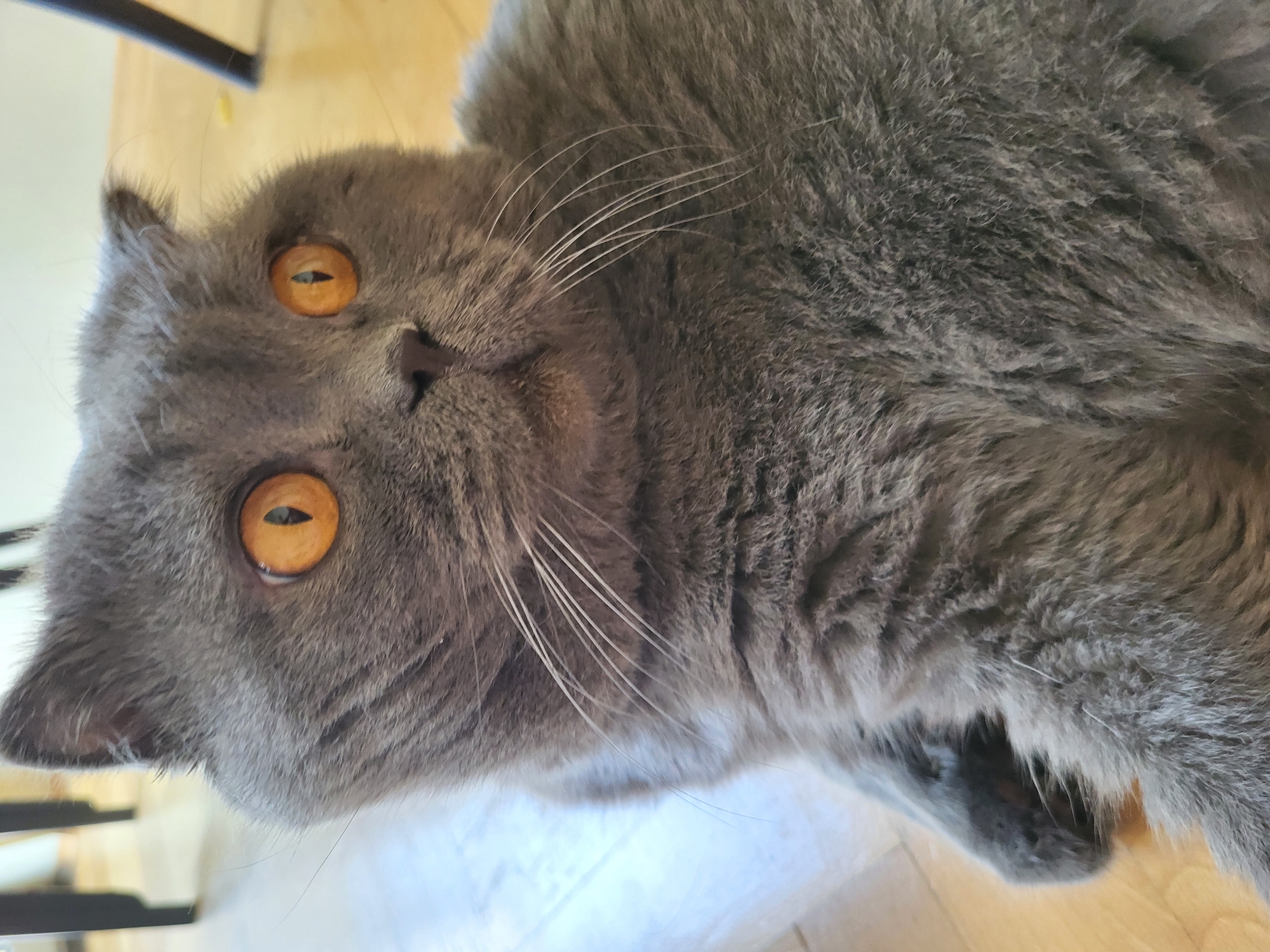 A close-up, eye-level shot features a gray Scottish Fold cat lying on a wooden floor. The cat's large, amber eyes are wide and focused directly at the camera, giving it a surprised or startled appearance. Its ears are folded forward, characteristic of the breed. The cat's fur is a soft, uniform gray. Its whiskers are long and white, fanning out from its muzzle. The background is blurred, showing hints of dark furniture legs and the warm tones of the wooden floor. The lighting is natural and appears to be coming from the side, casting subtle shadows. The image is sharp and focused on the cat's face and upper body.