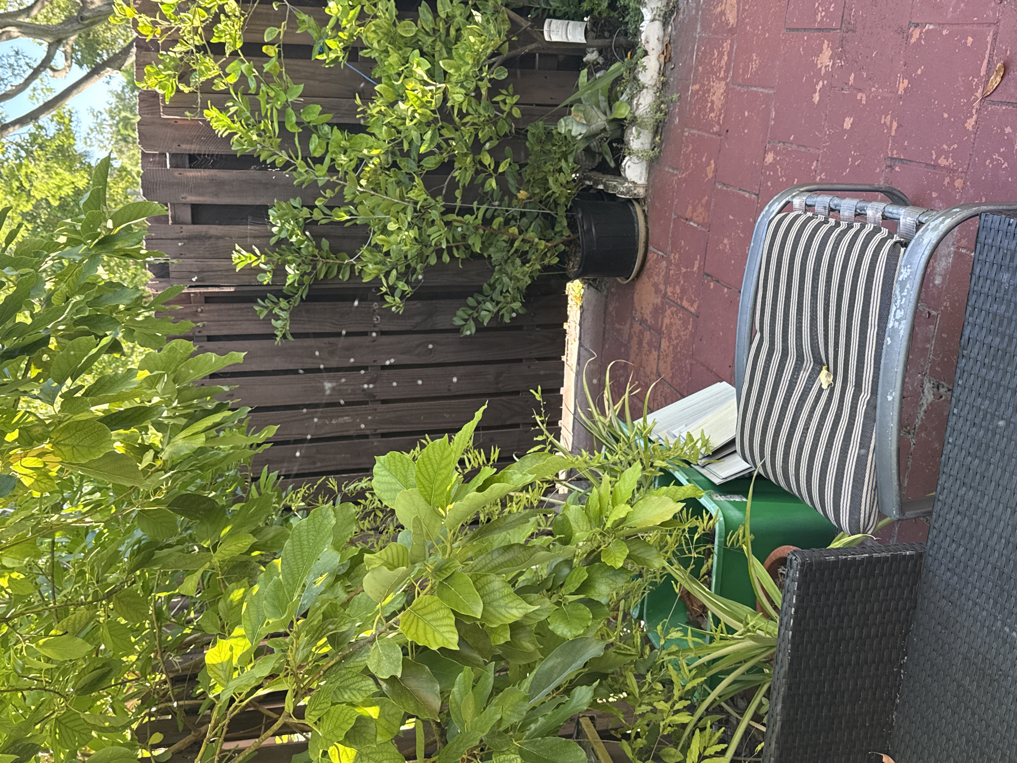 A tranquil backyard patio in Hallandale Beach, Florida, USA, is bathed in the warm glow of sunlight. A dark wooden fence, weathered by time and elements, forms a rustic backdrop. Lush green foliage spills over from various potted plants, creating a vibrant contrast with the dark wood.
In the foreground, a comfortable outdoor chair with a striped cushion invites relaxation. Adjacent to it, a dark rattan furniture piece adds a touch of modern elegance. The brick-red patio floor, slightly worn, suggests a well-loved outdoor space. The scene is a snapshot of serene outdoor living, perfect for enjoying the Florida sunshine.