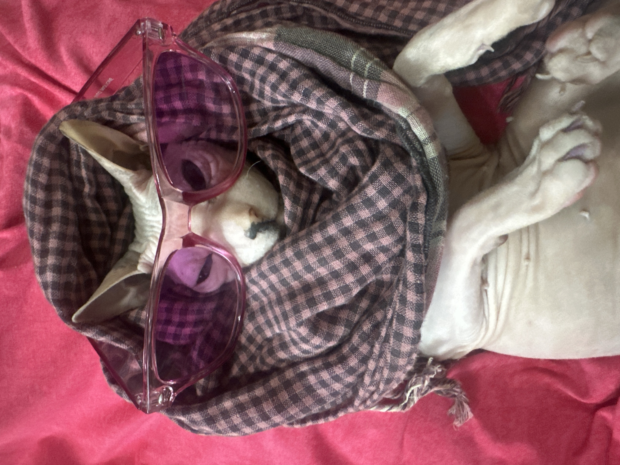 The image shows a Sphynx cat wrapped in a plaid scarf and wearing pink sunglasses, lying on a pink surface. The cat's fur is light-colored, and its ears are prominent. The scarf is draped around the cat's head and body, obscuring most of its form. The sunglasses are large and tinted pink, resting on the cat's nose. The pink surface appears to be fabric, possibly a blanket or upholstery. The image is taken from a top-down perspective. There is no information in the image to determine its location in Togliatti, Russia.