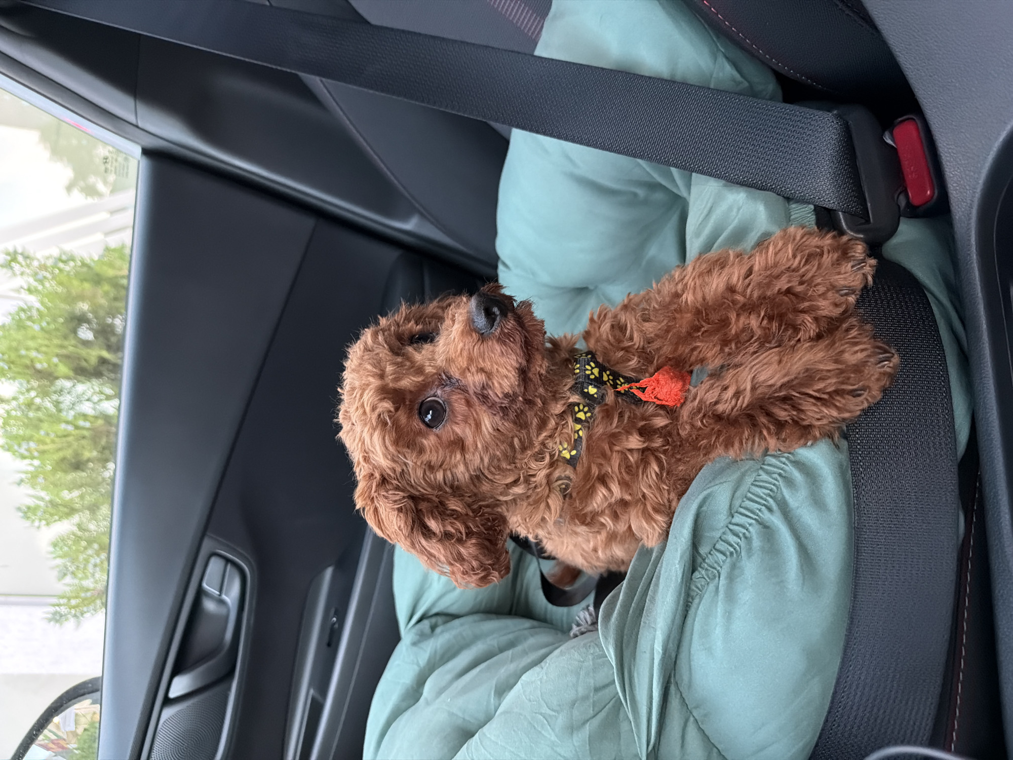 A brown poodle is sitting in a green dog car seat in the back seat of a car. The dog is wearing a black harness with yellow paw prints and a red tassel. The car is parked on a street in Sofia, Bulgaria, with trees visible through the window. The dog is looking out the window.