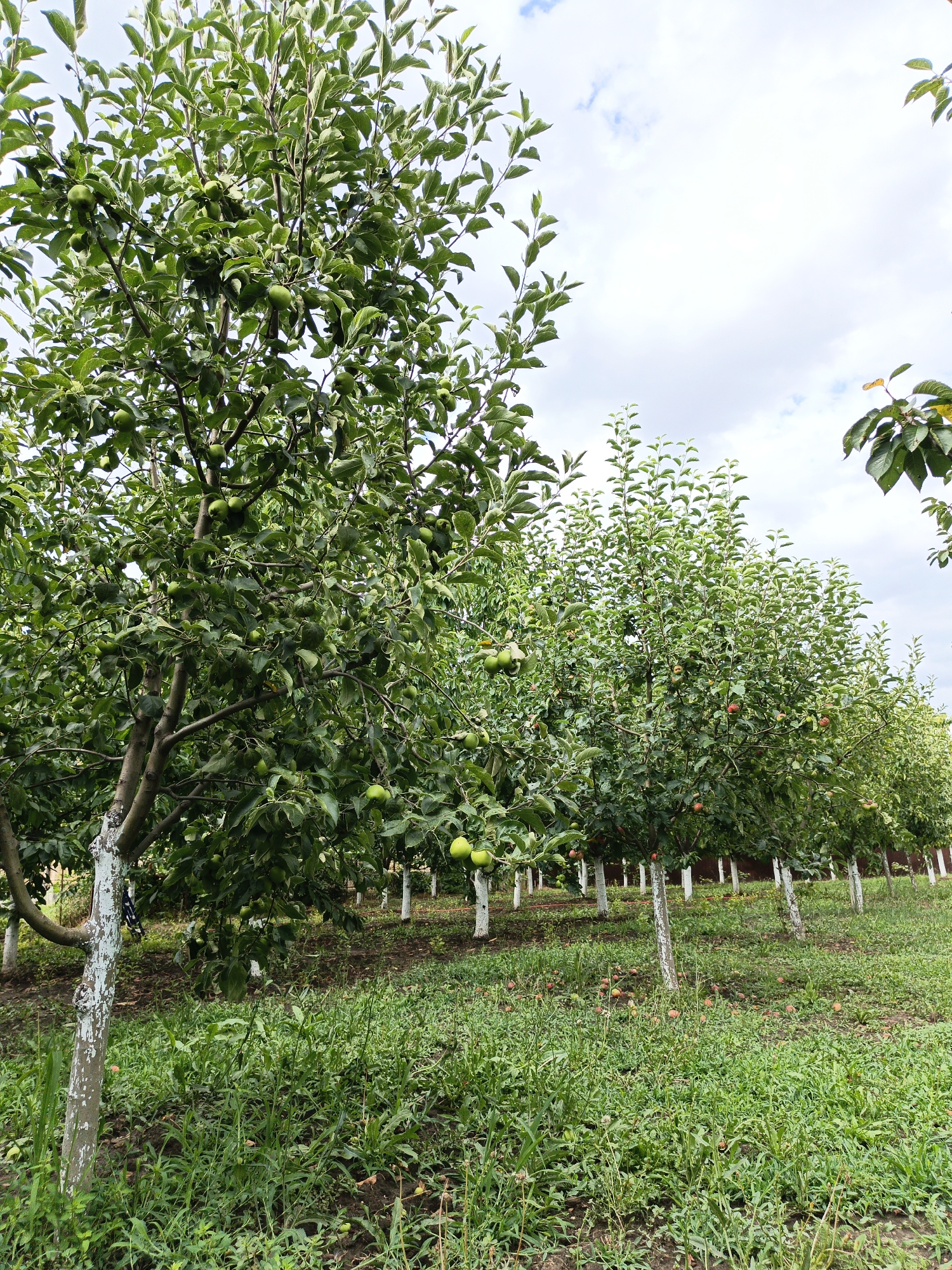 The image depicts an apple orchard in Velikovechnoye, Russia. The foreground is dominated by lush green grass, with some fallen apples scattered on the ground. Several apple trees, laden with green and some reddish apples, are arranged in neat rows stretching into the background. The trunks of the trees are painted white, a common practice in orchards. The sky above is partly cloudy with a bright, overcast appearance. No people are visible in the scene, and the focus is entirely on the agricultural landscape. The overall impression is one of a productive orchard during the growing season.