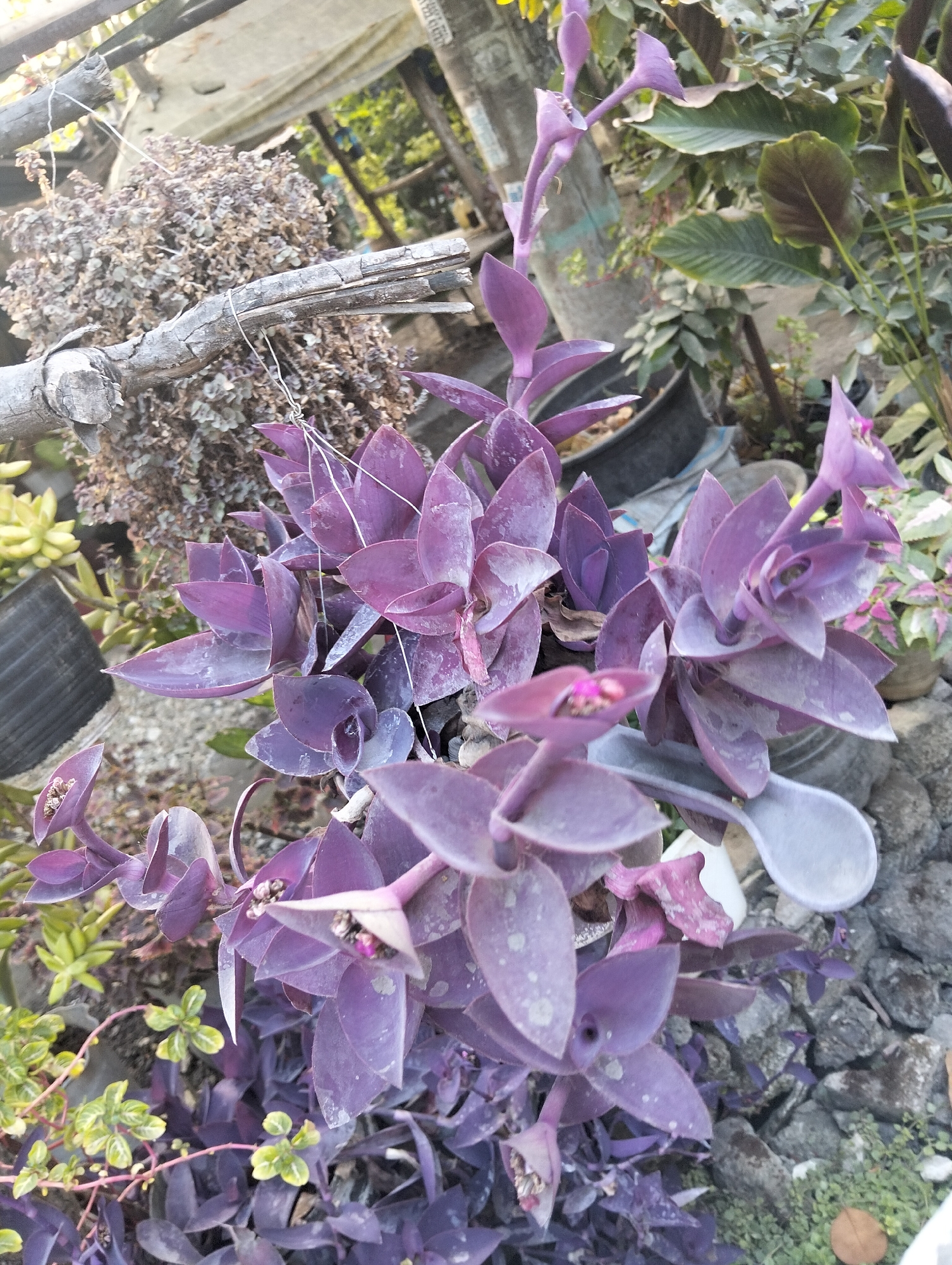 In the city of Drajat, Indonesia, a close-up shot focuses on a vibrant purple plant with fleshy, succulent leaves. The plant is densely packed, with some leaves unfurling upwards and others cascading downwards. Tiny pink flowers are visible at the tips of some of the upturned leaves. Behind the main subject, other plants are visible, including a dry, woody branch with a cluster of small, dried leaves attached. The background reveals a mixture of potted plants, grey rocks, and what appears to be a rough, textured wall. The lighting suggests an outdoor setting, possibly in a garden or yard, with a slightly diffused natural light.